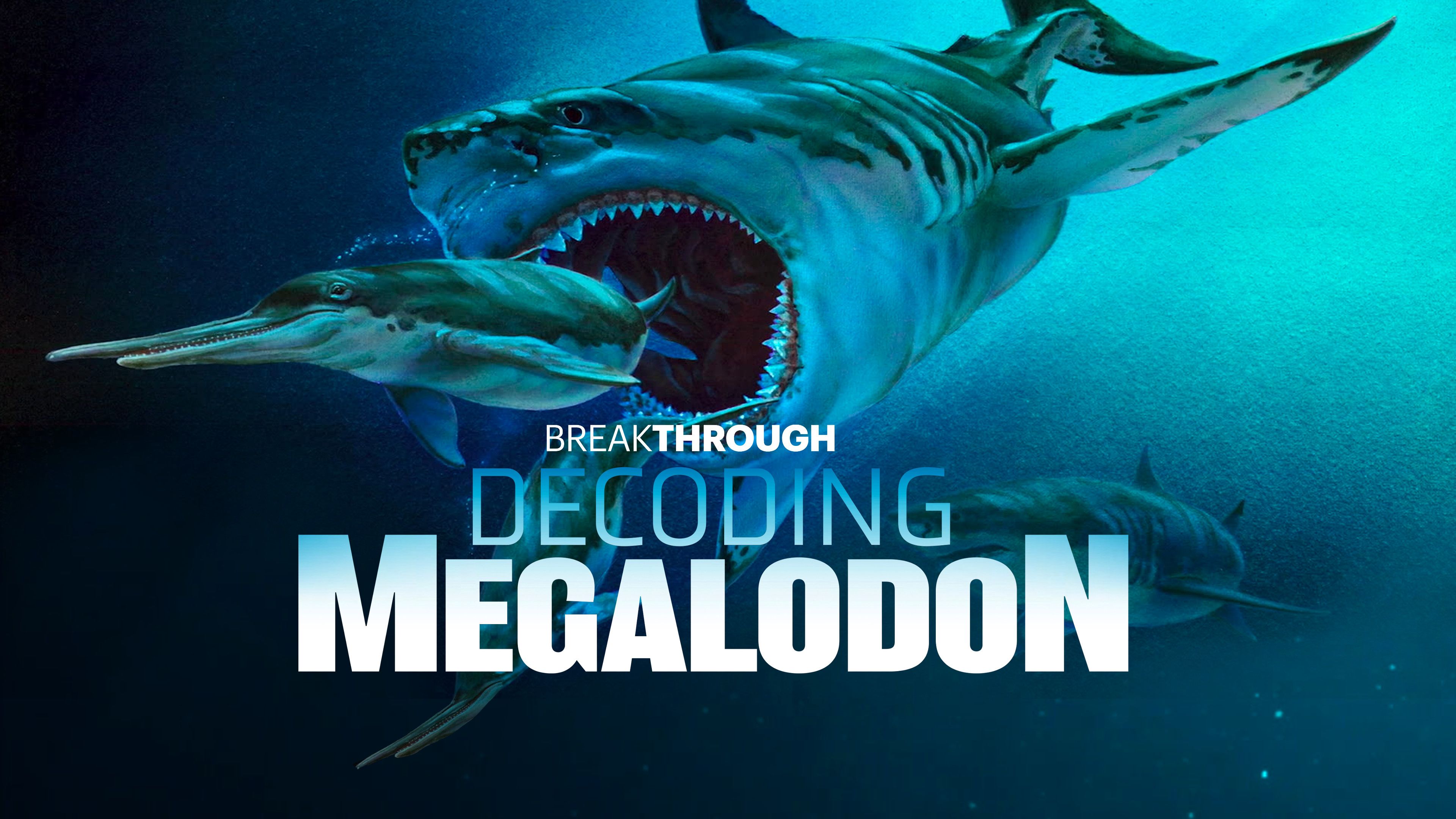 Decoding Megalodon
