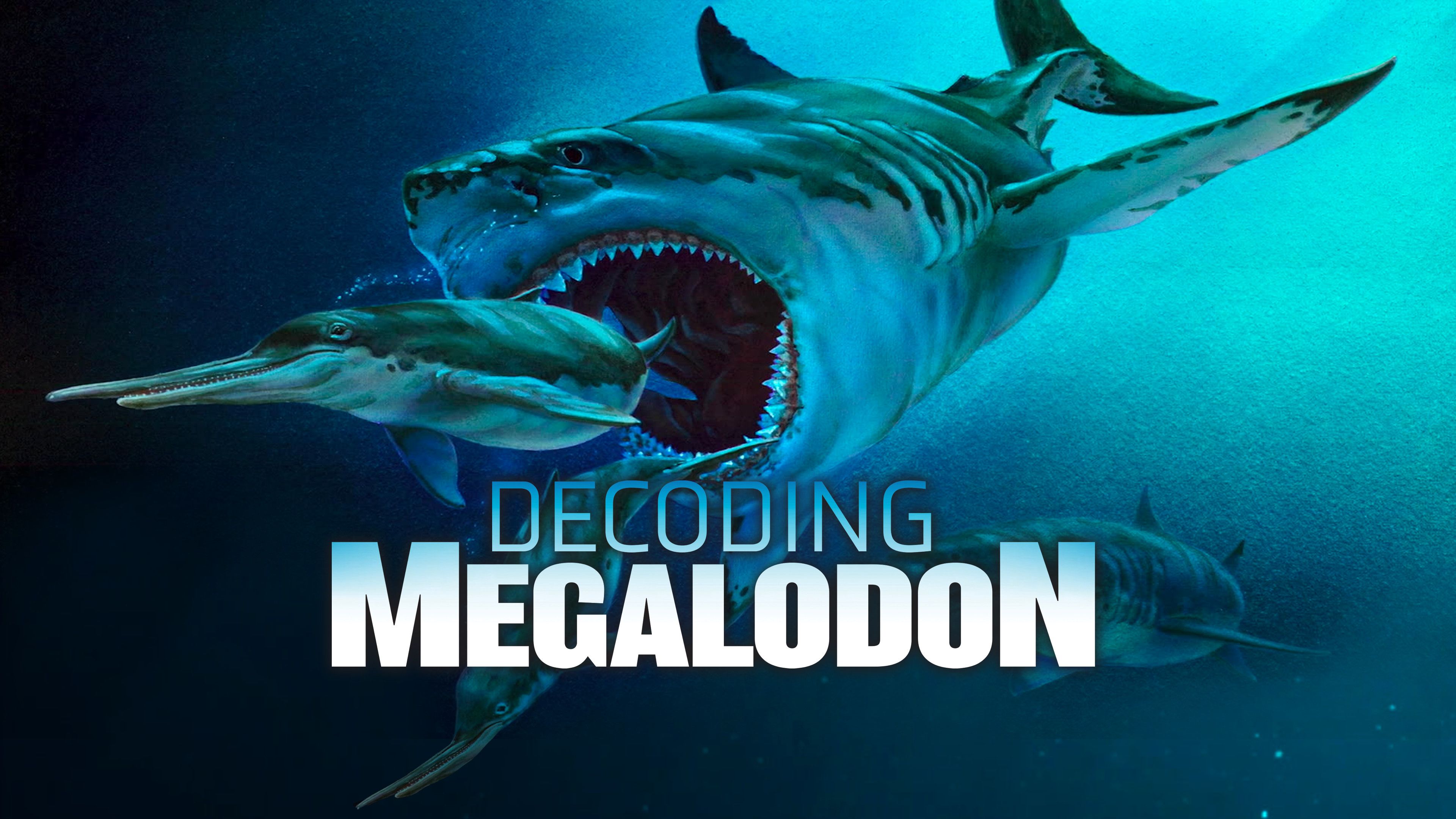 Decoding Megalodon