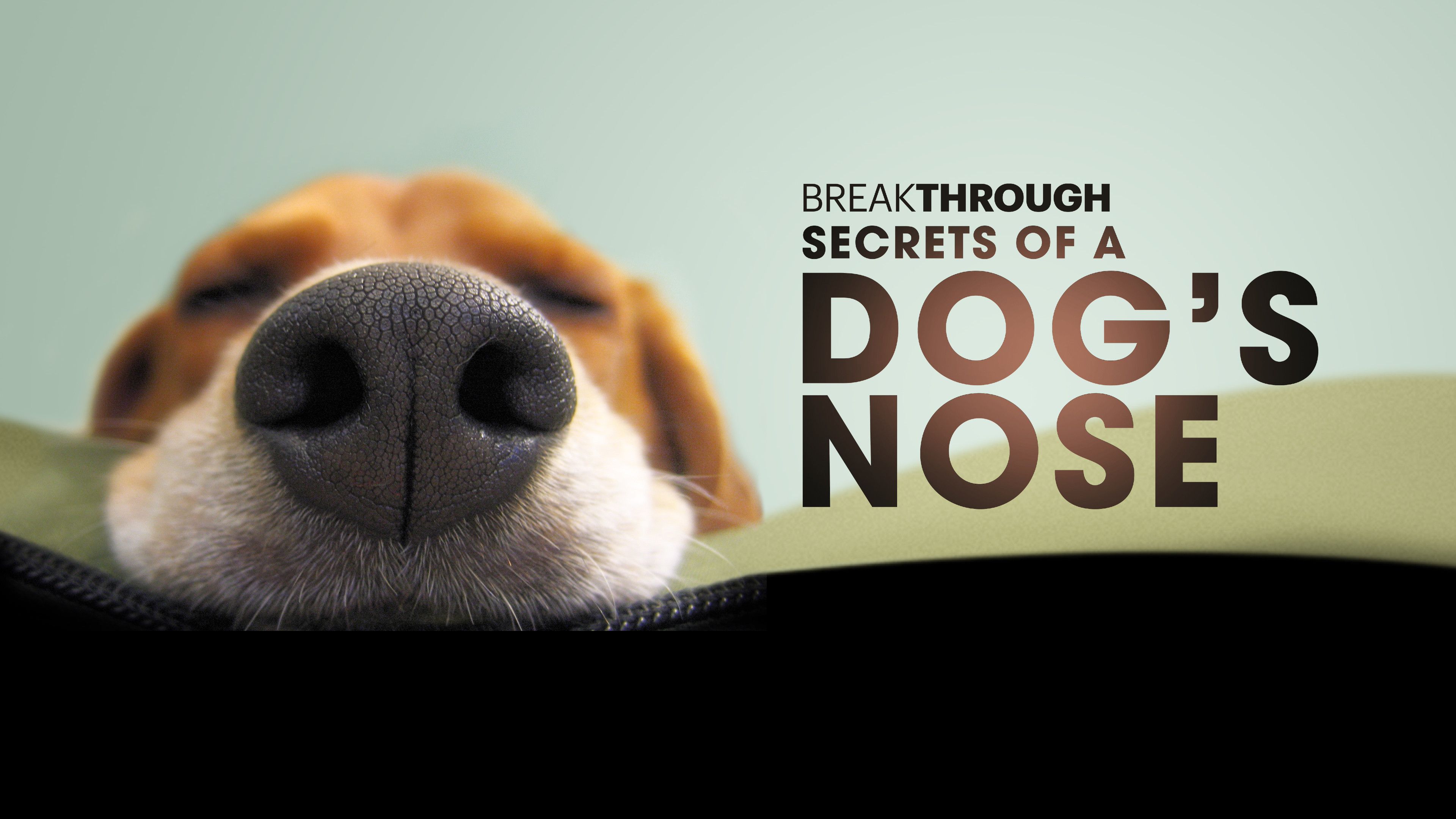 Secrets of a Dog's Nose