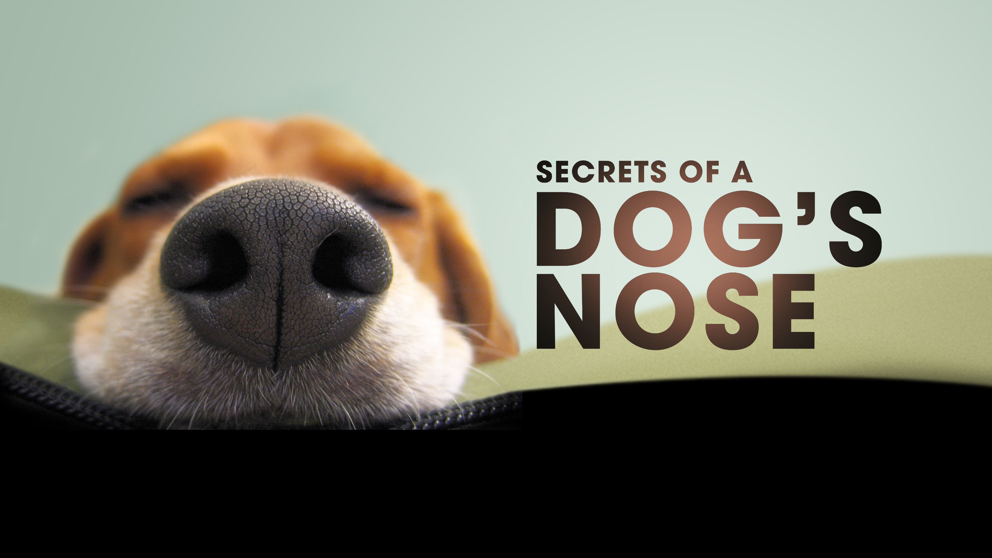 Secrets of a Dog's Nose