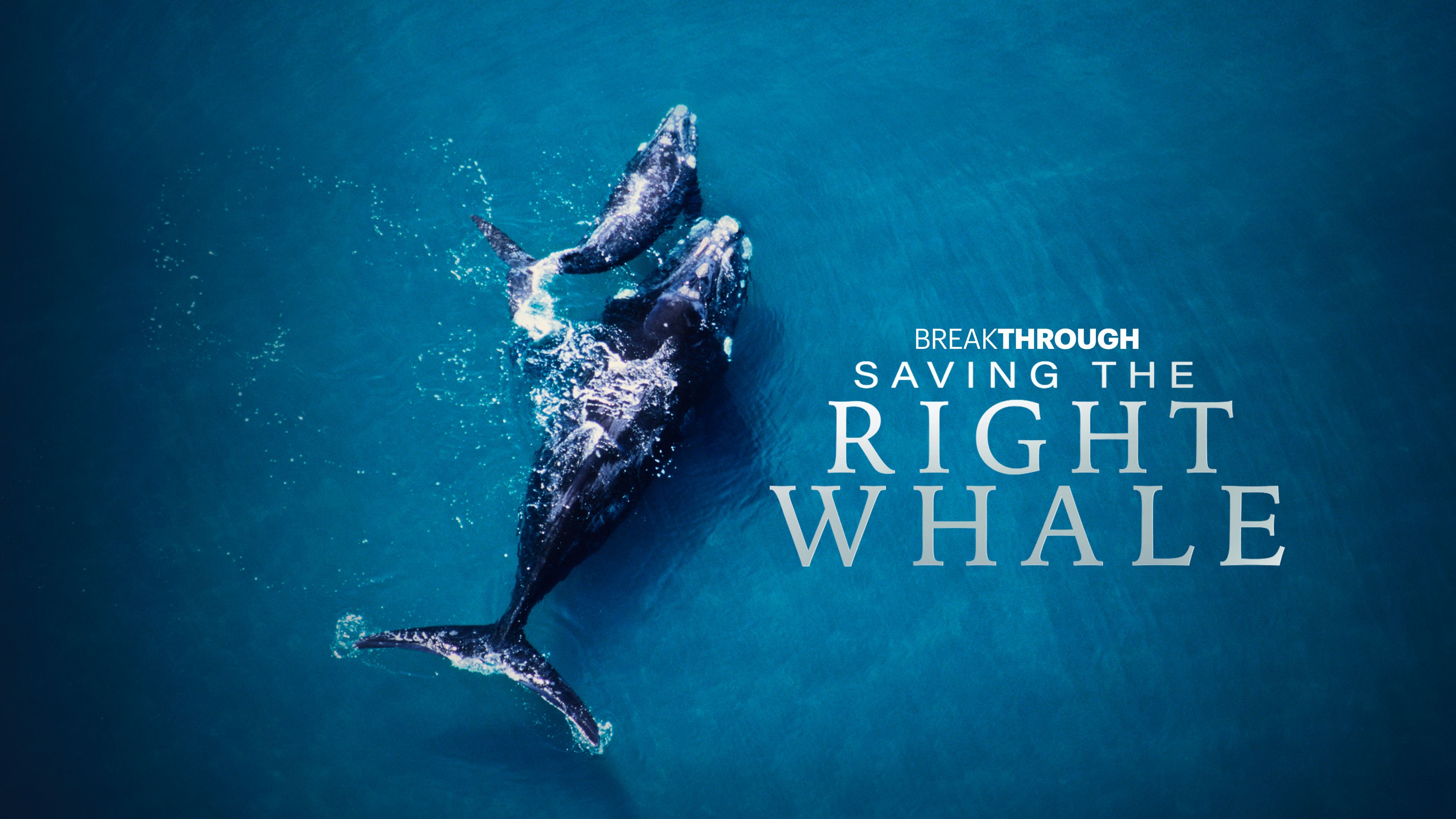 Saving the Right Whale