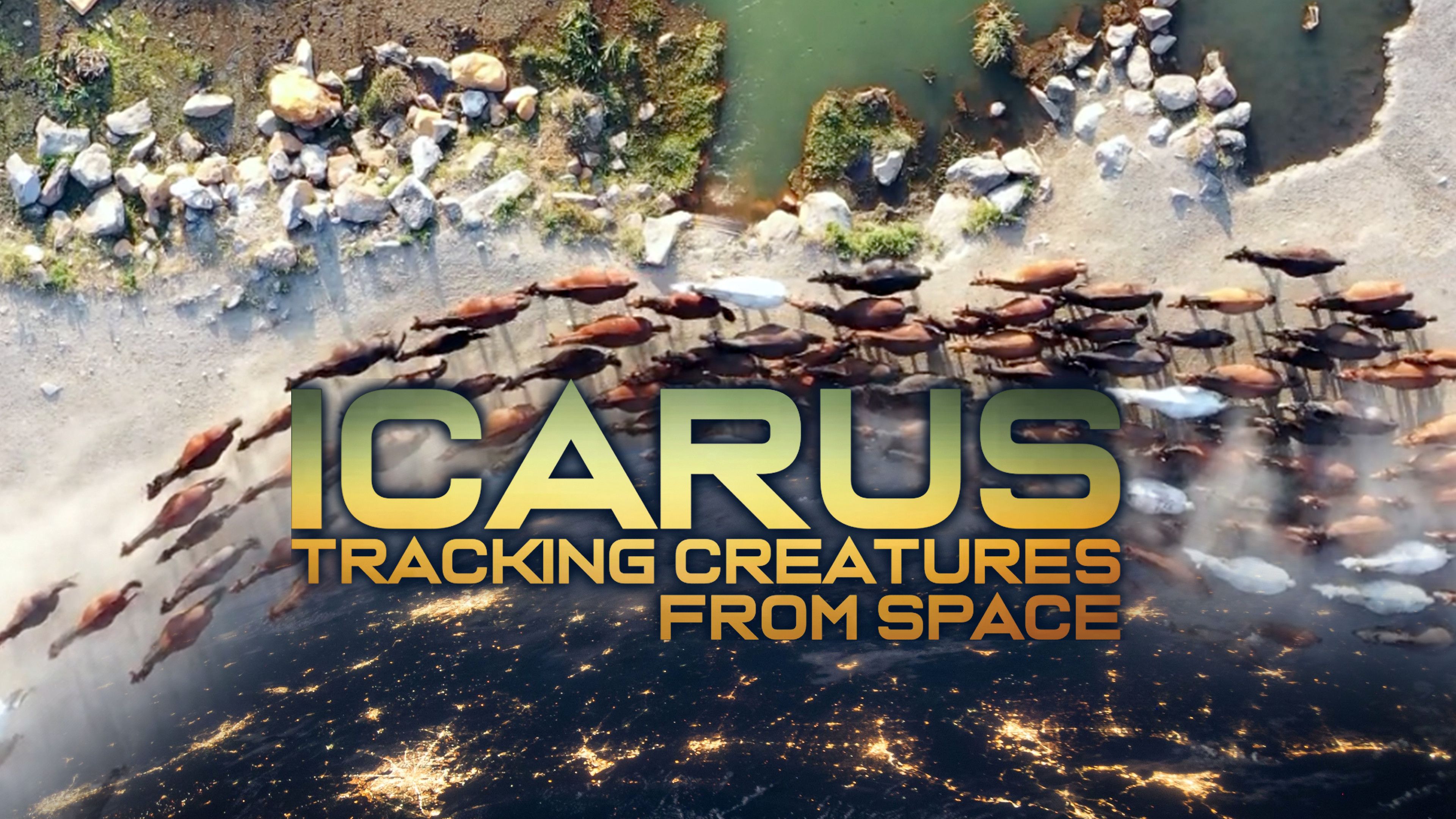 ICARUS: Tracking Creatures From Space