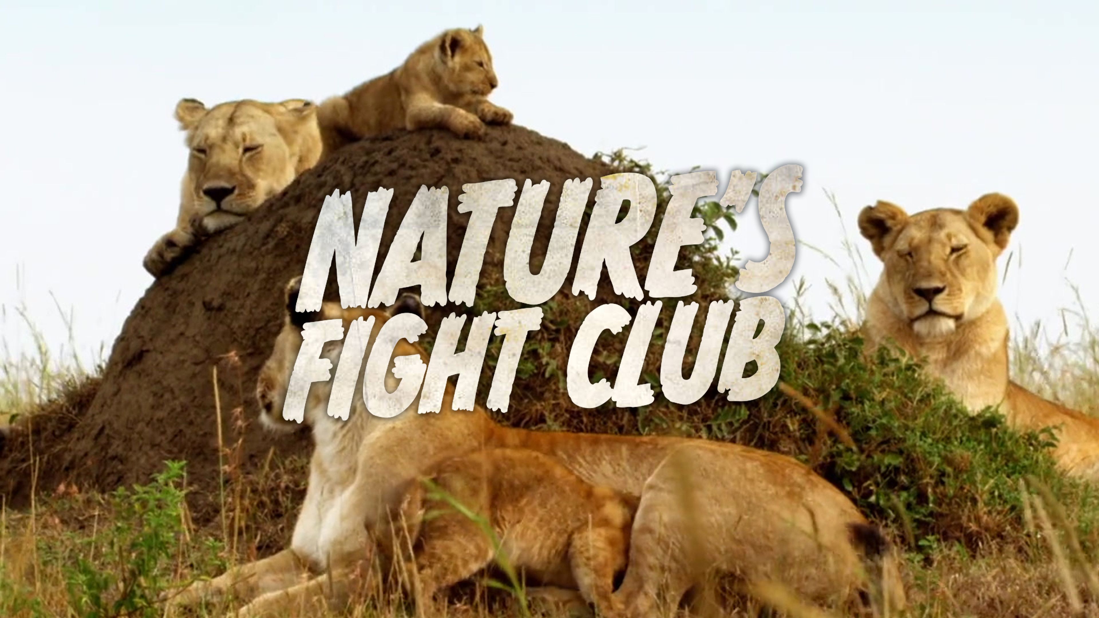 Fight for Territory