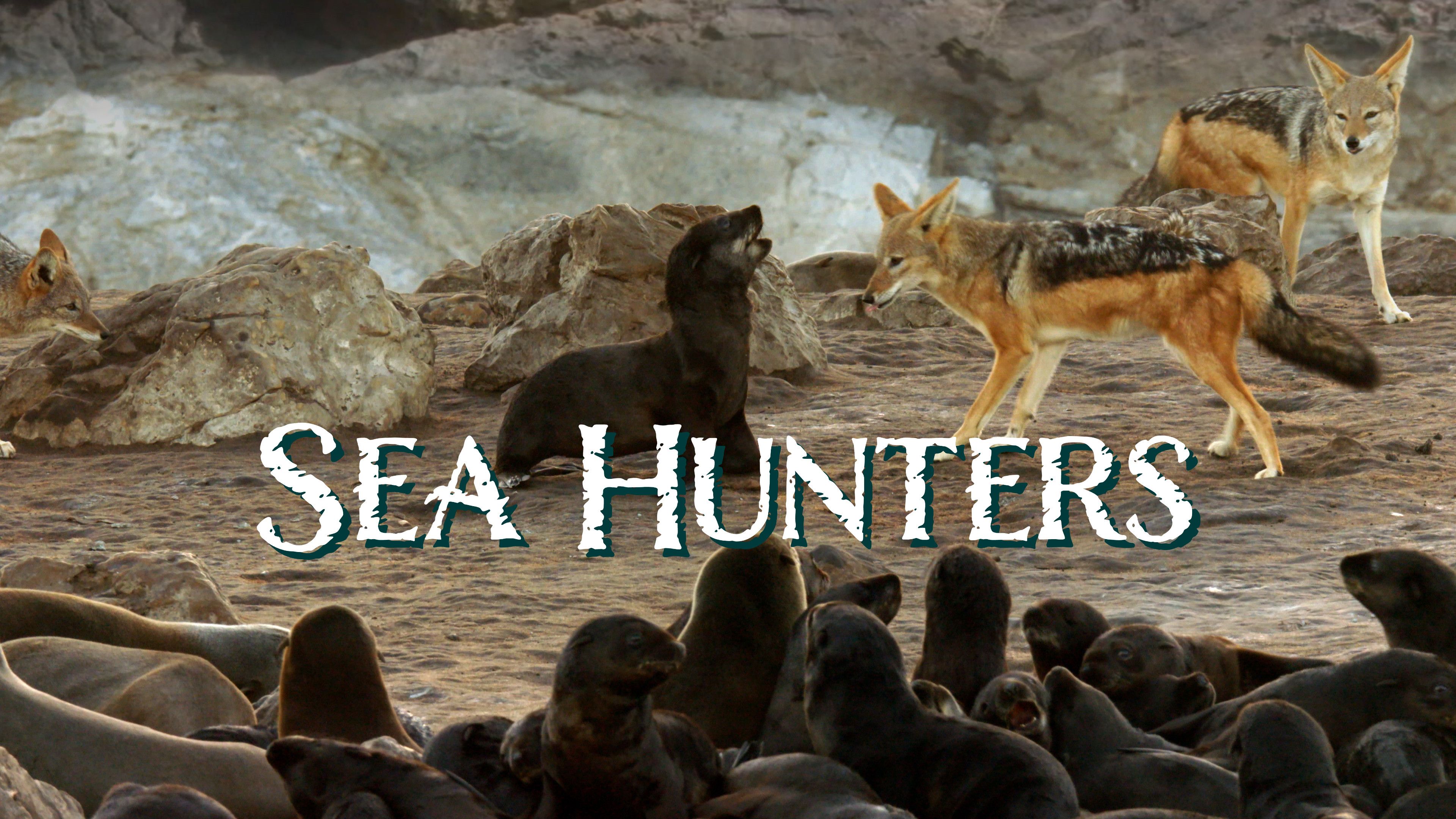 Seals vs. Hyenas