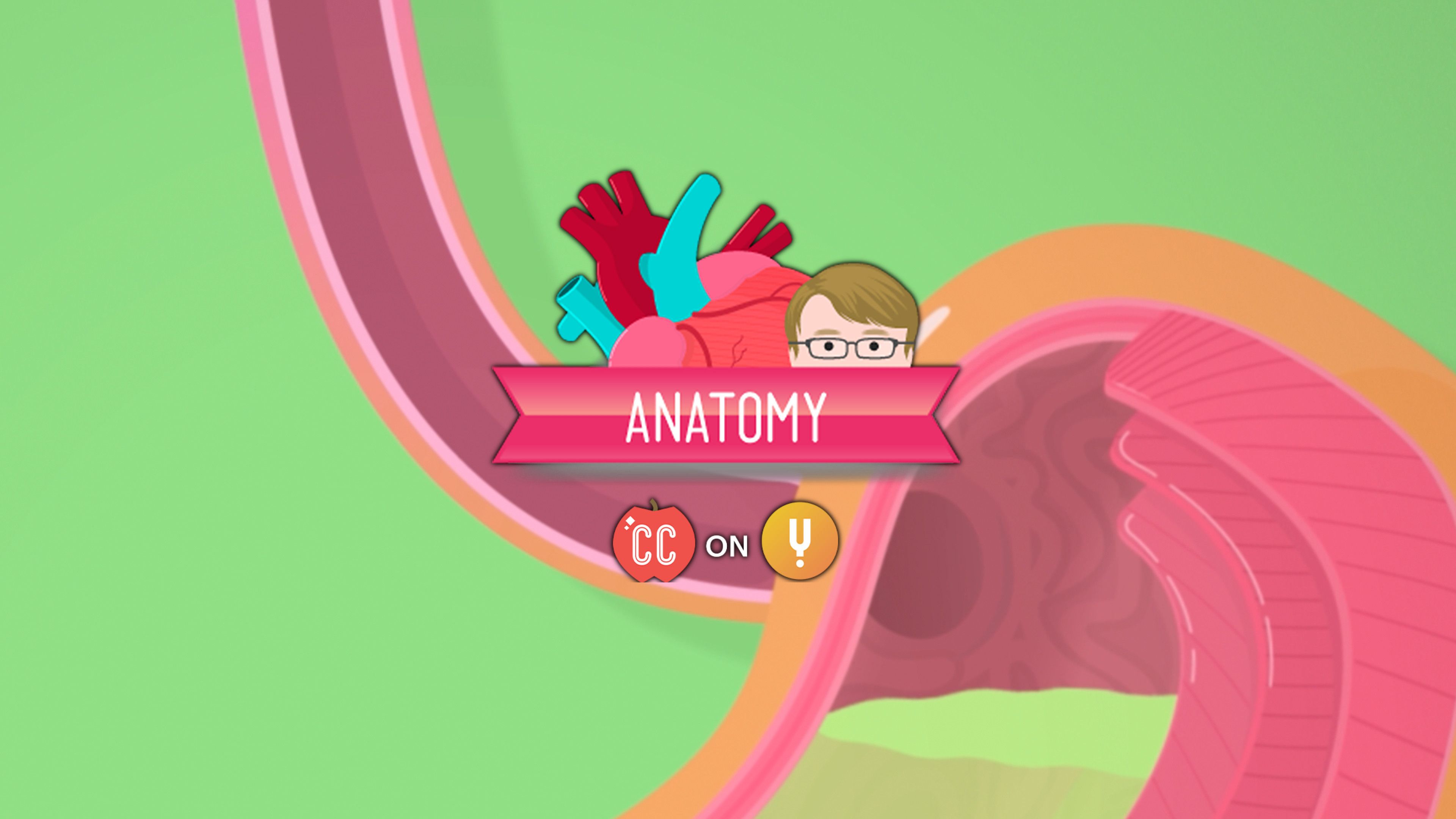 Curiosity Stream Digestive System, Part 2 Crash Course A&P 34