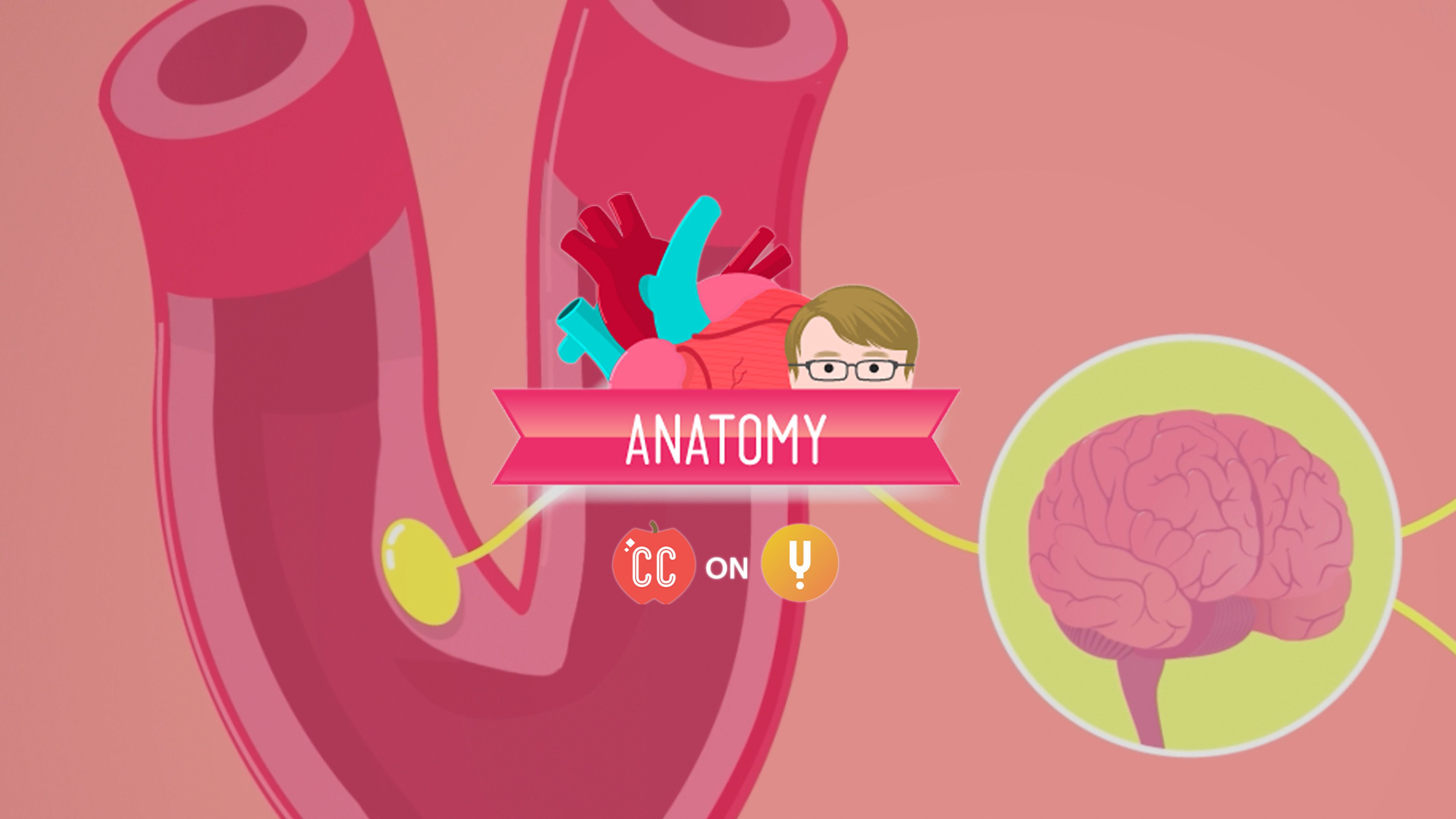 Curiosity Stream Blood Vessels, Part 2 Crash Course A&P 28