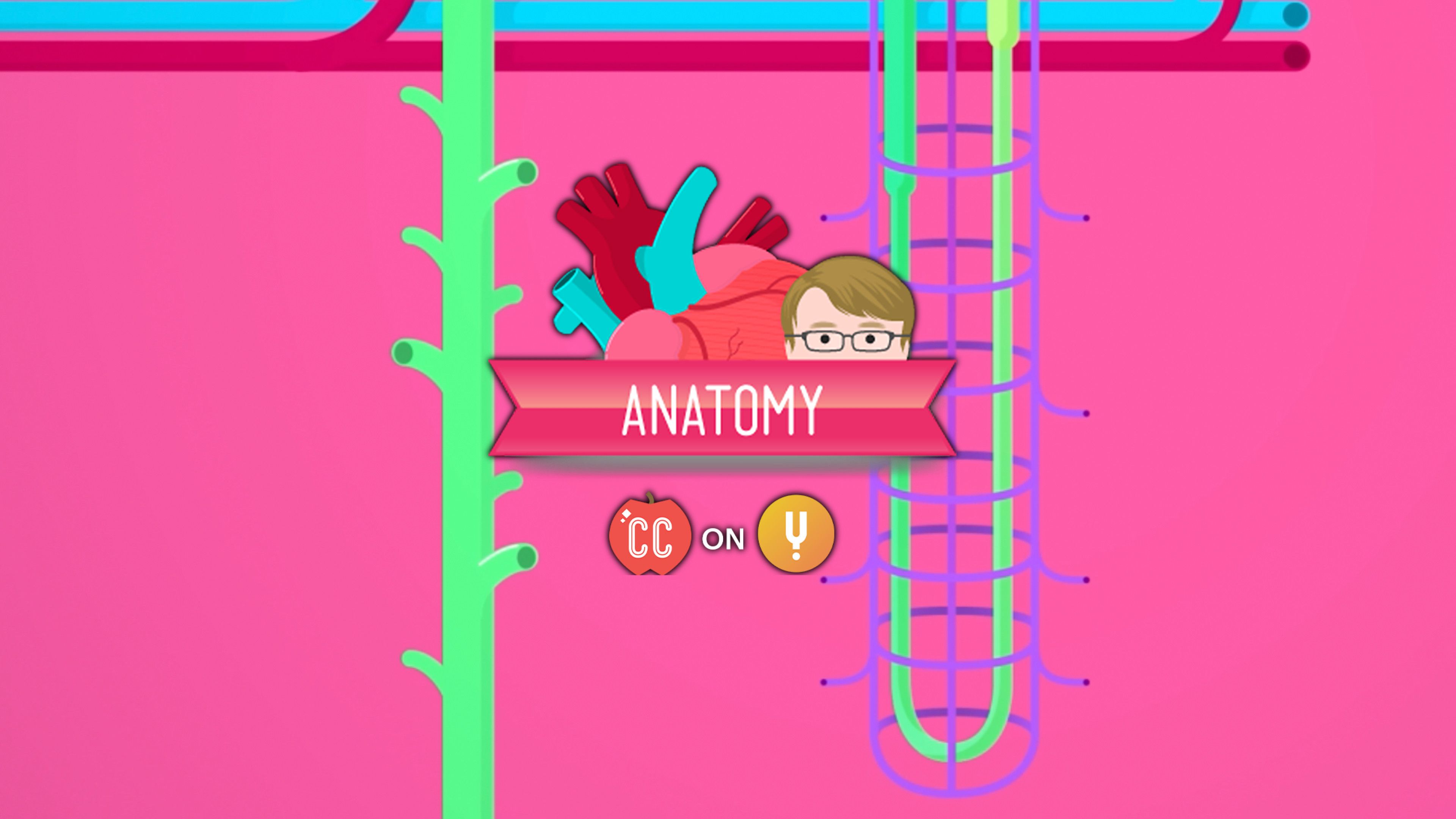 Curiosity Stream Urinary System, Part 1 Crash Course A&P 38