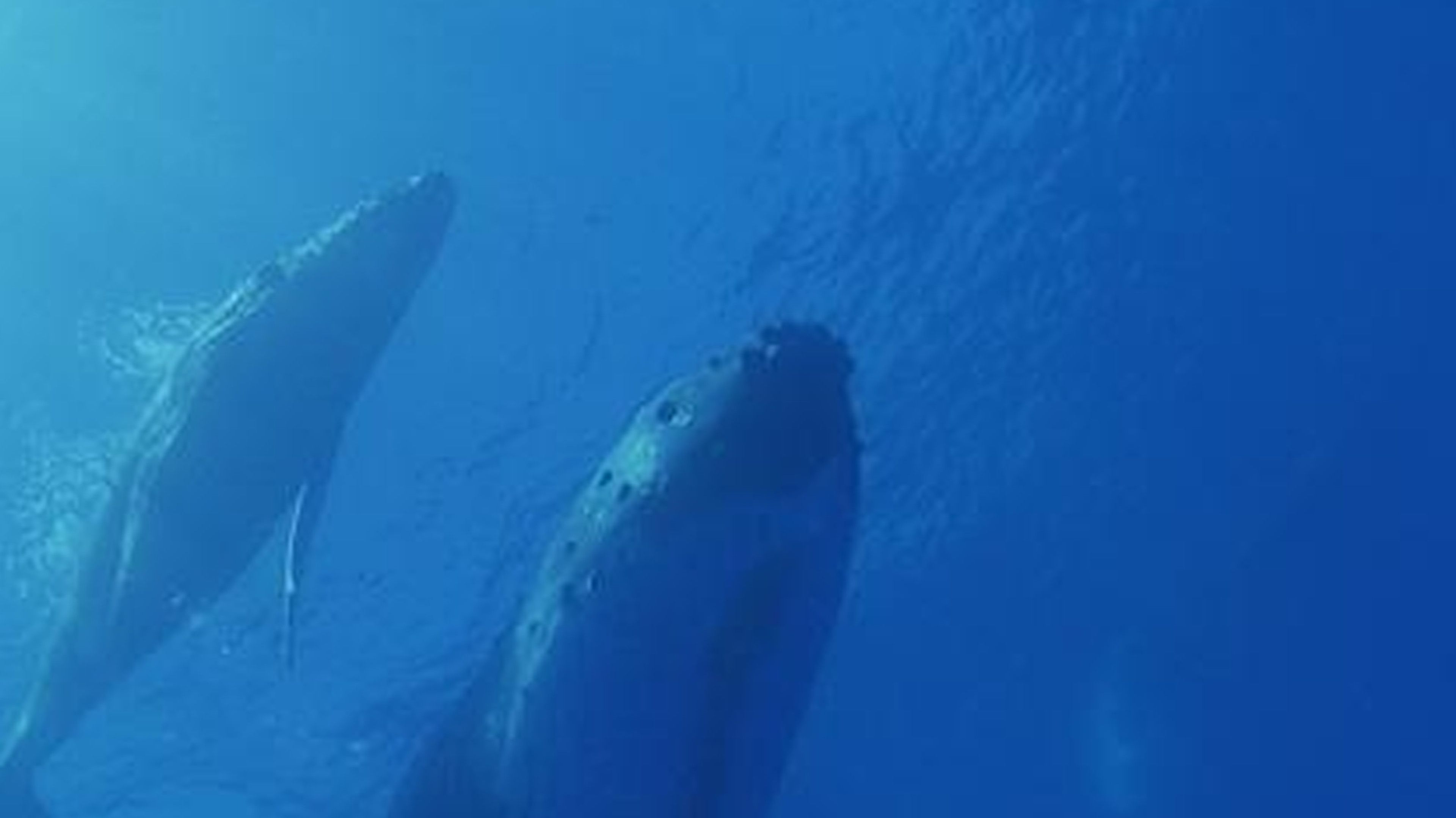 The Challenges Of Ocean Conservation