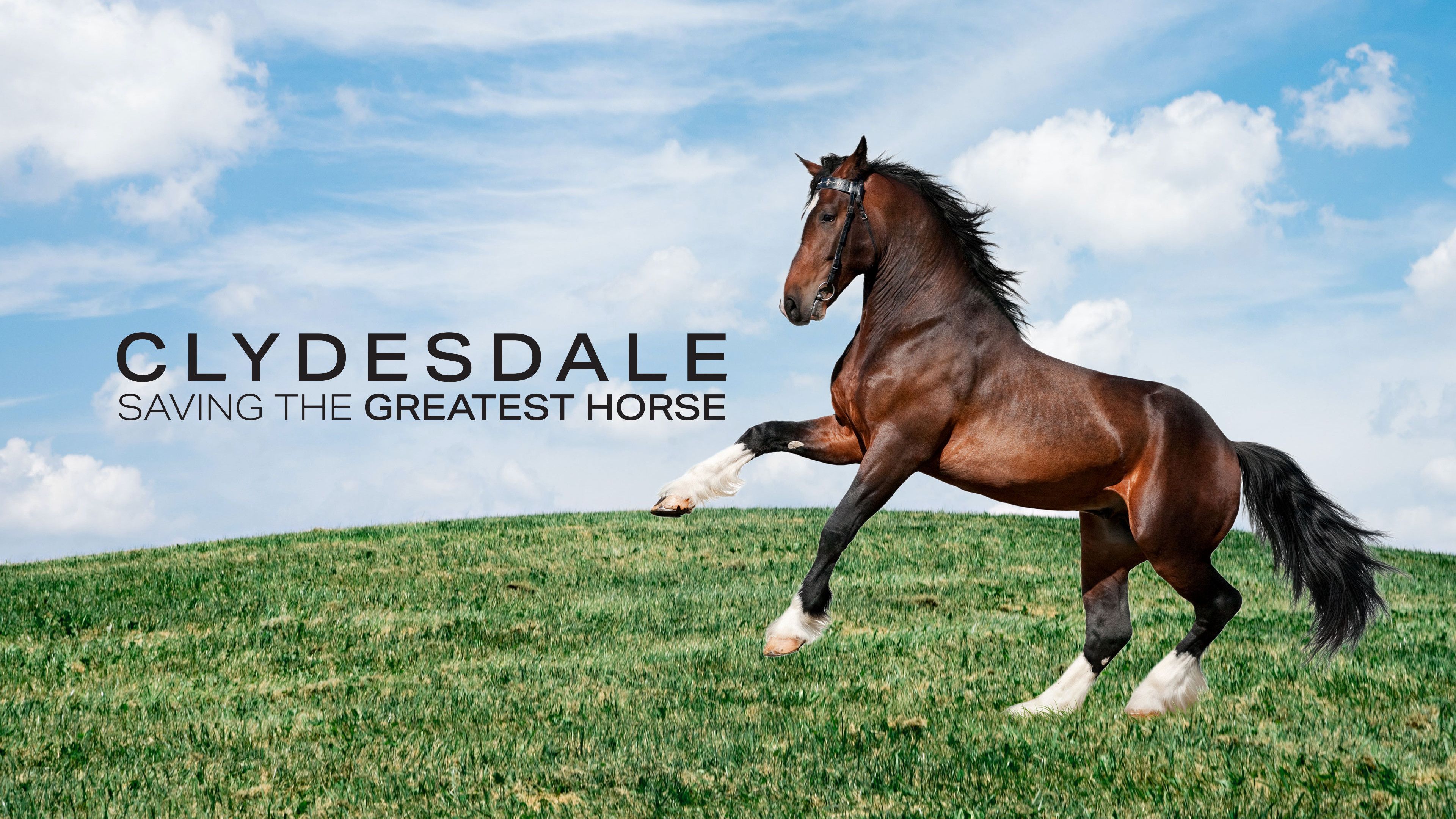 Clydesdale: Saving The Greatest Horse