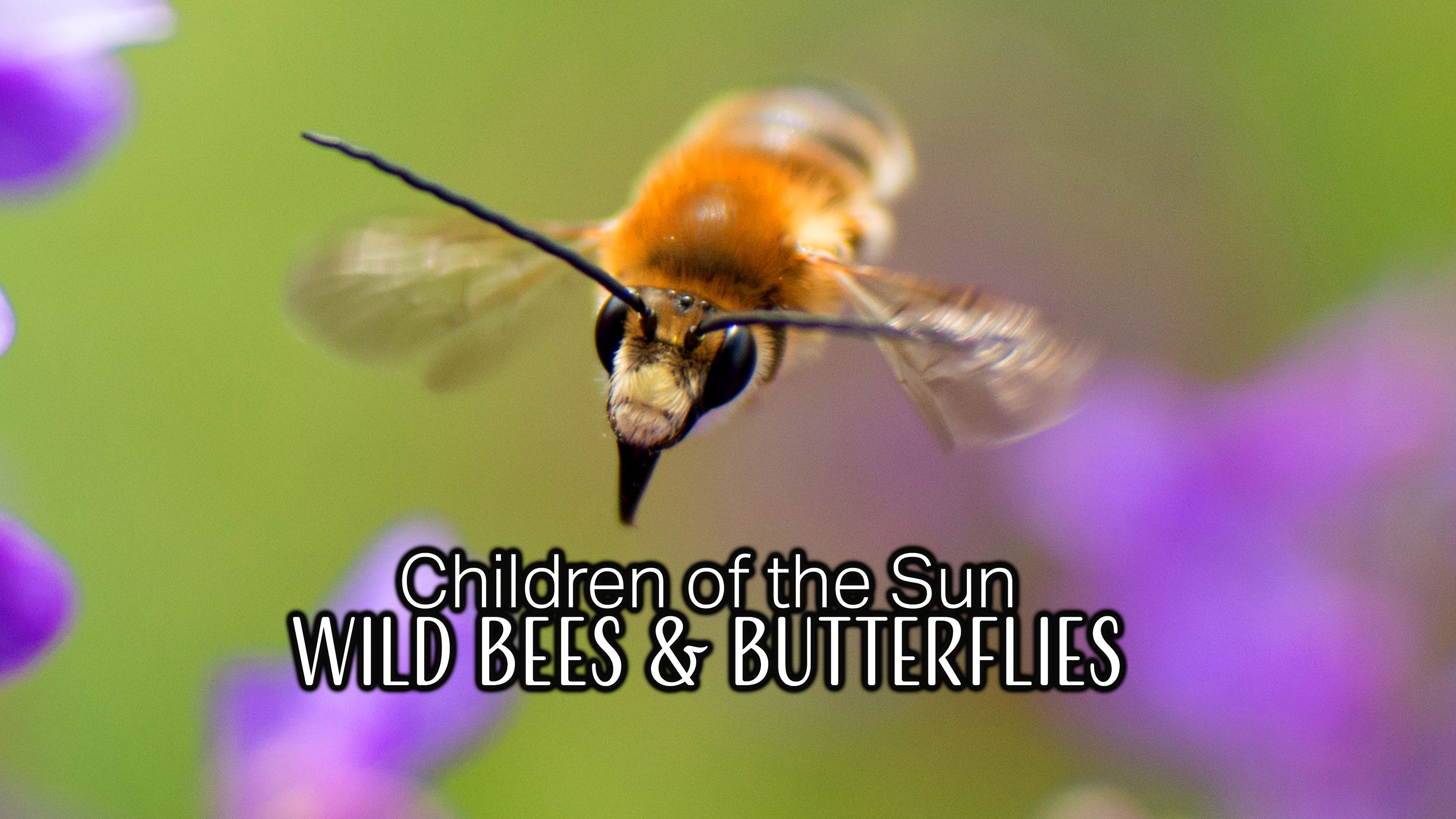 Wild Bees