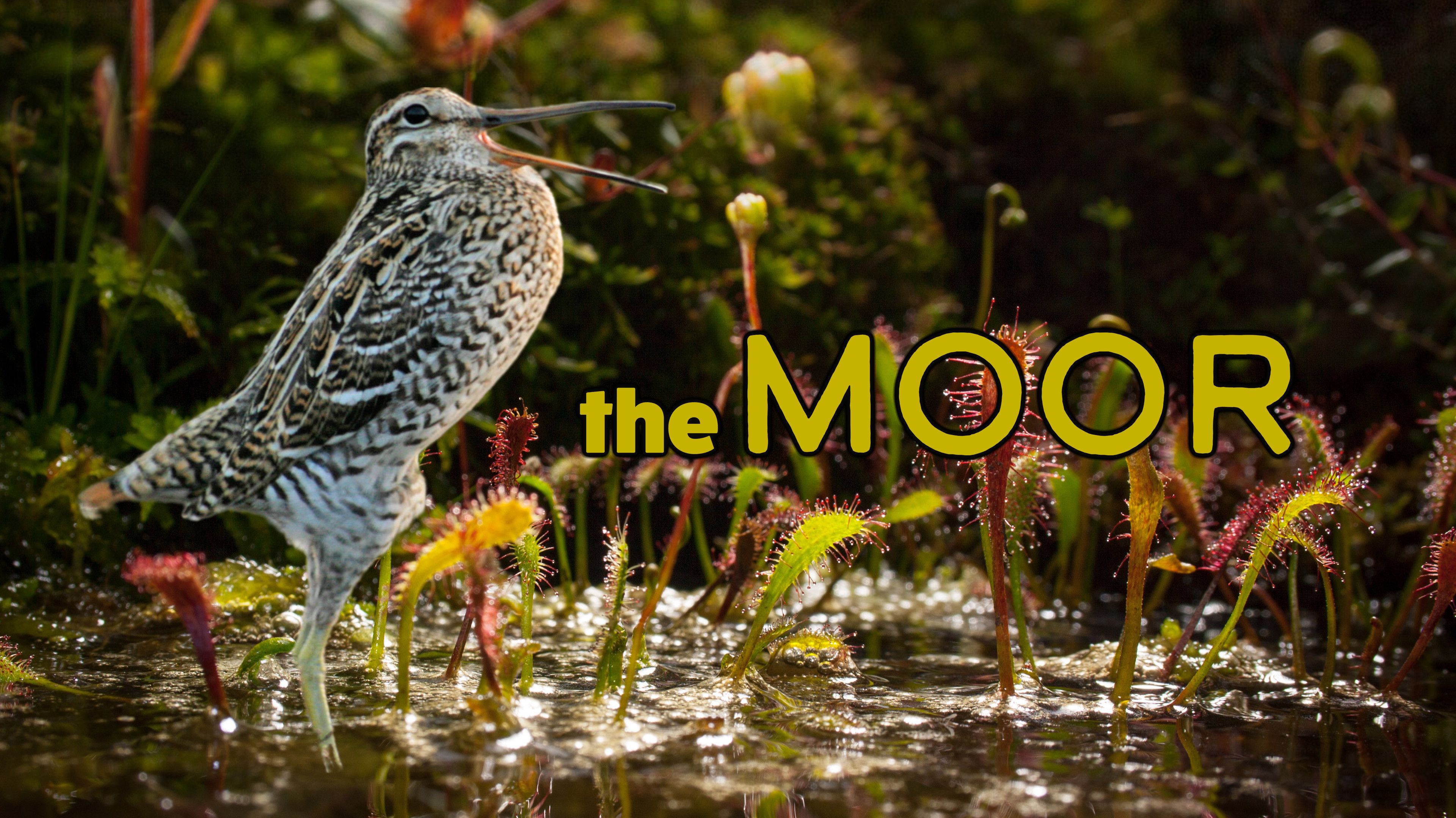 The Moor