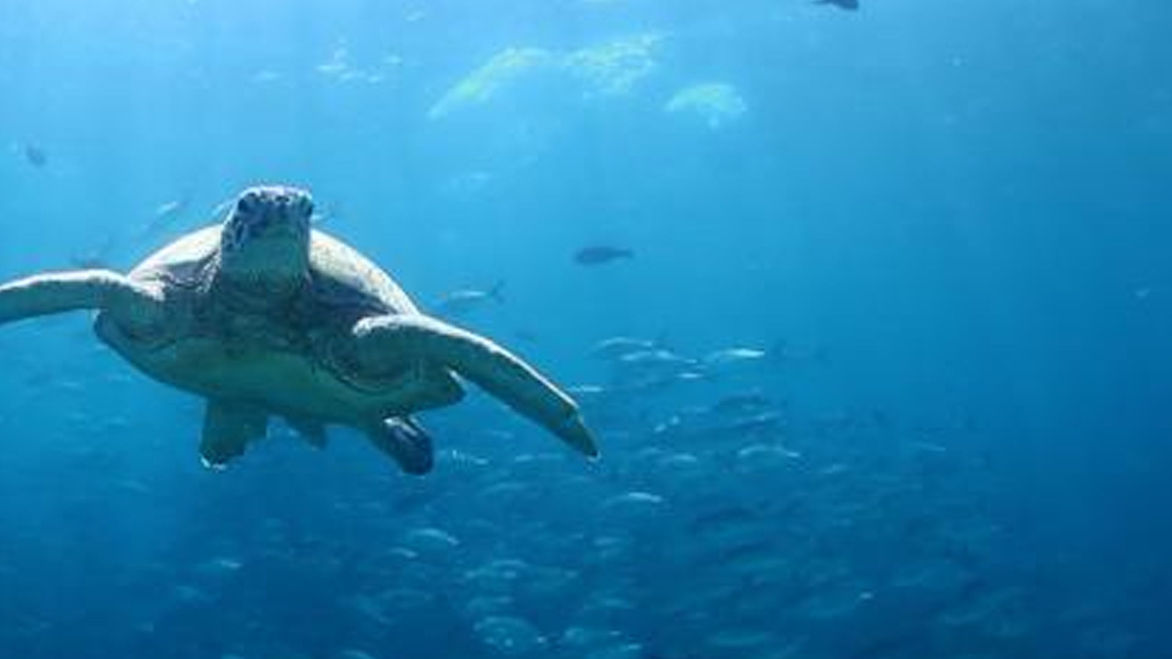 How Can We Reduce Bycatch?