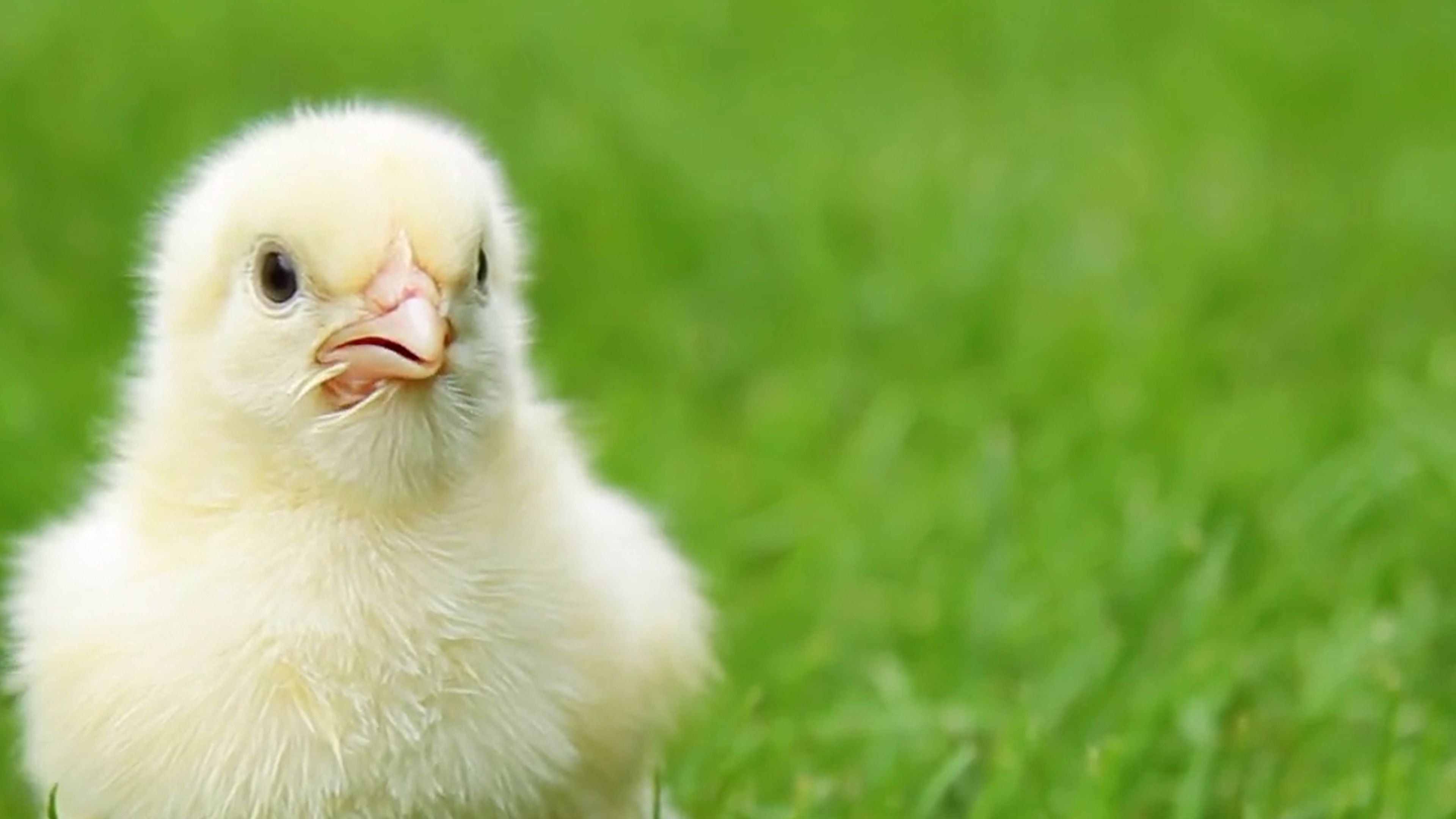 What Are The Humane Society's Biggest Challenges?
