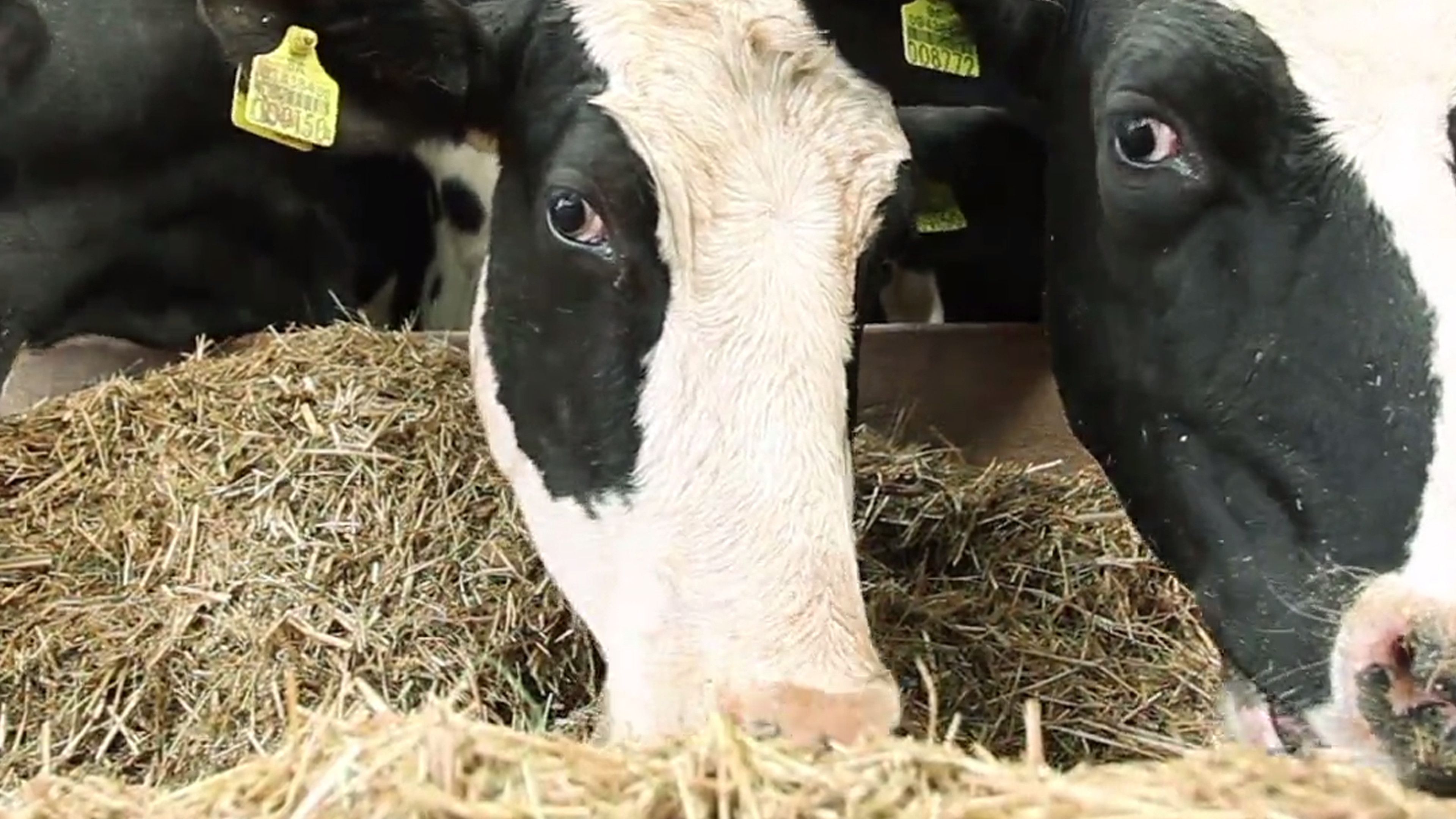 What's All The Fuss About Antibiotics?