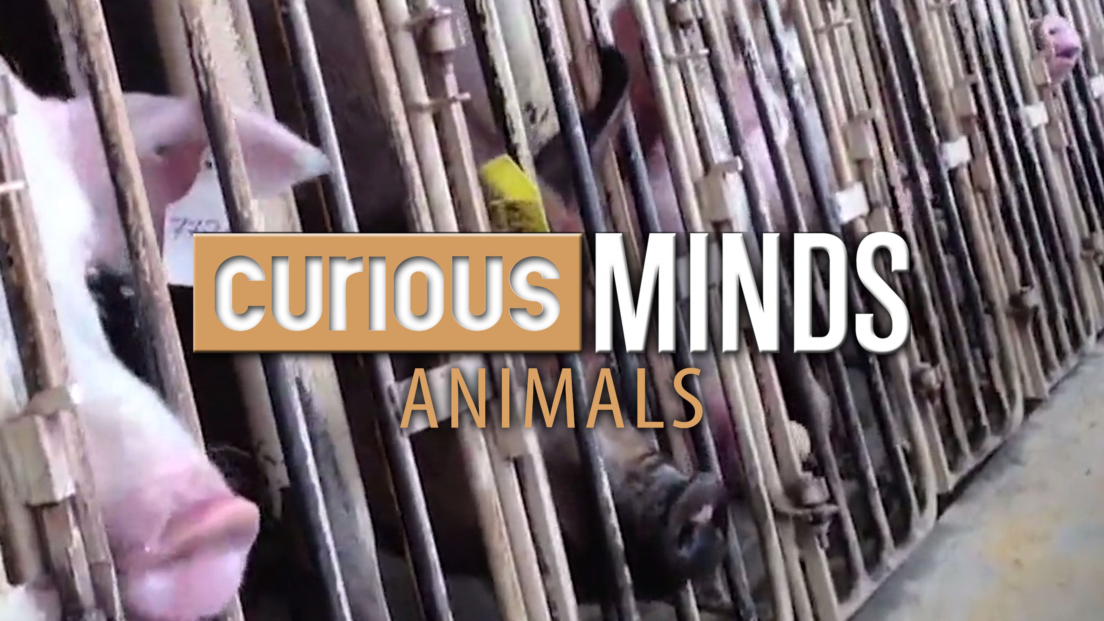 The Trouble With Factory Farming