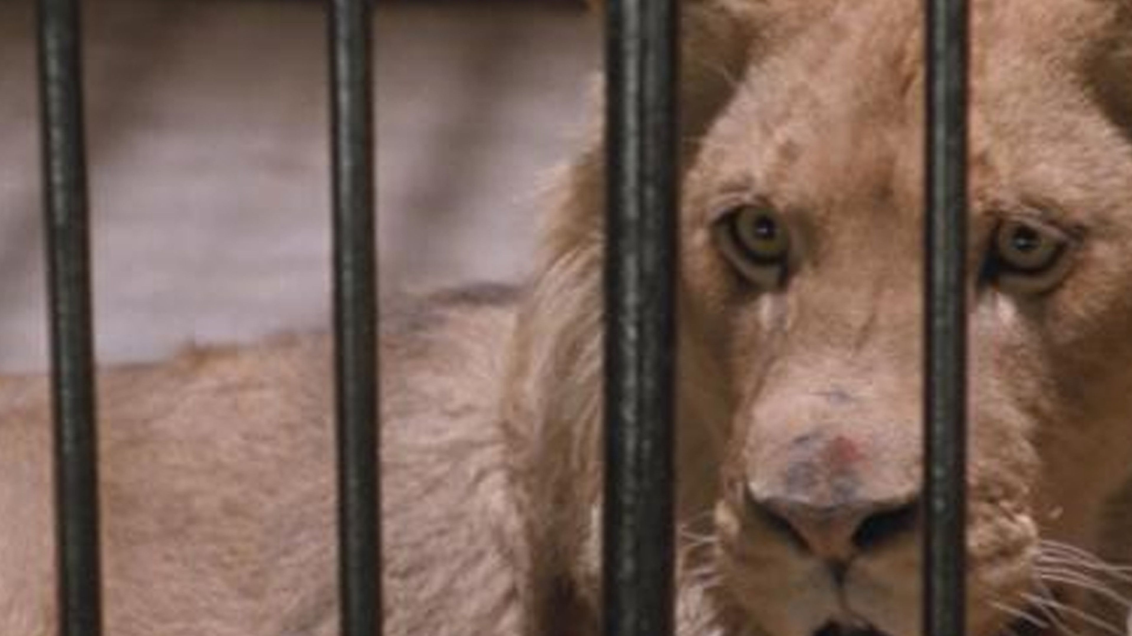 Curiosity Stream Does The Humane Society Support Zoos?