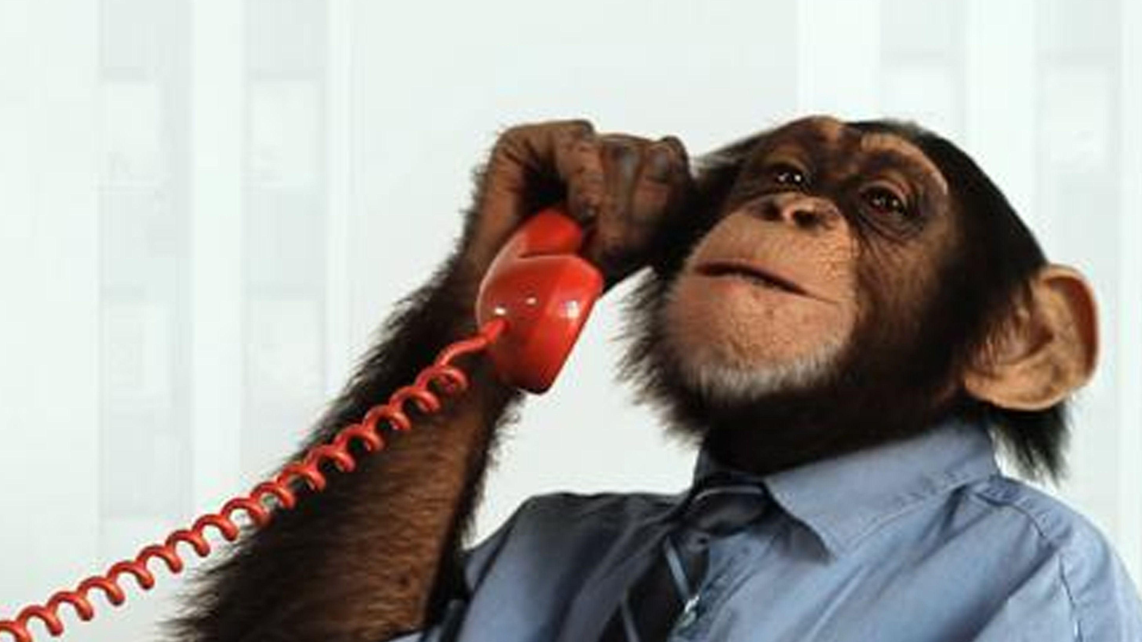 The Trouble With Chimps In Show Biz