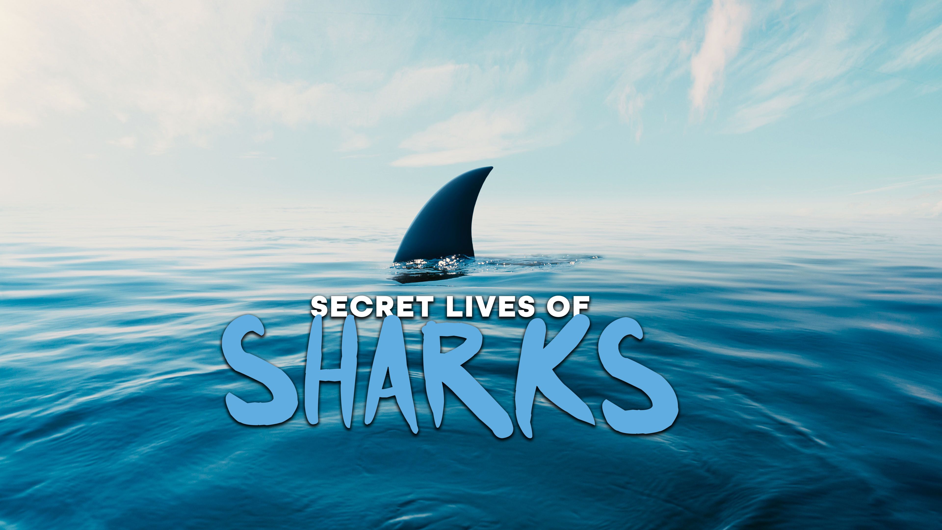 Secret Lives of Sharks