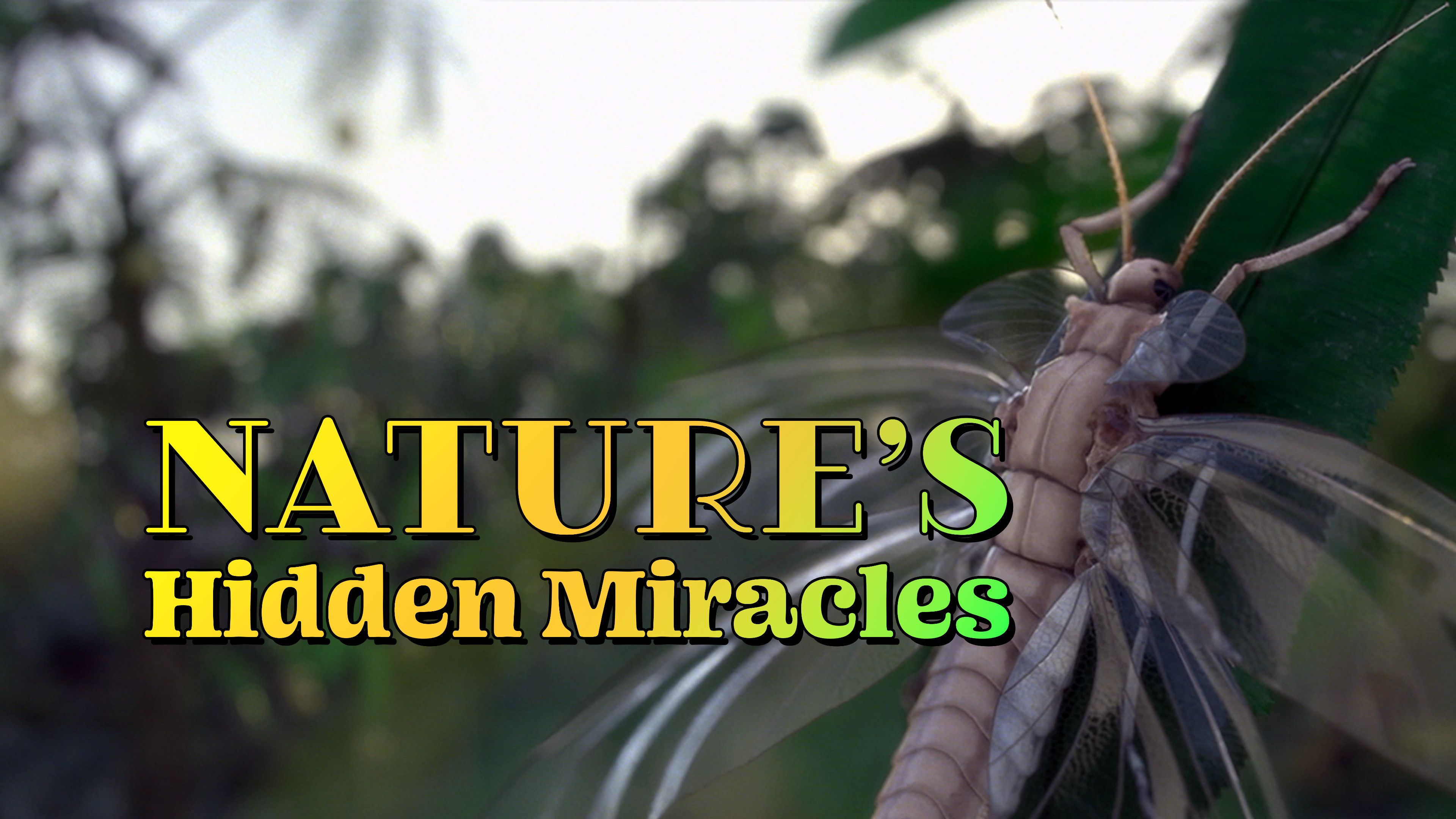Insects as Super Adapters