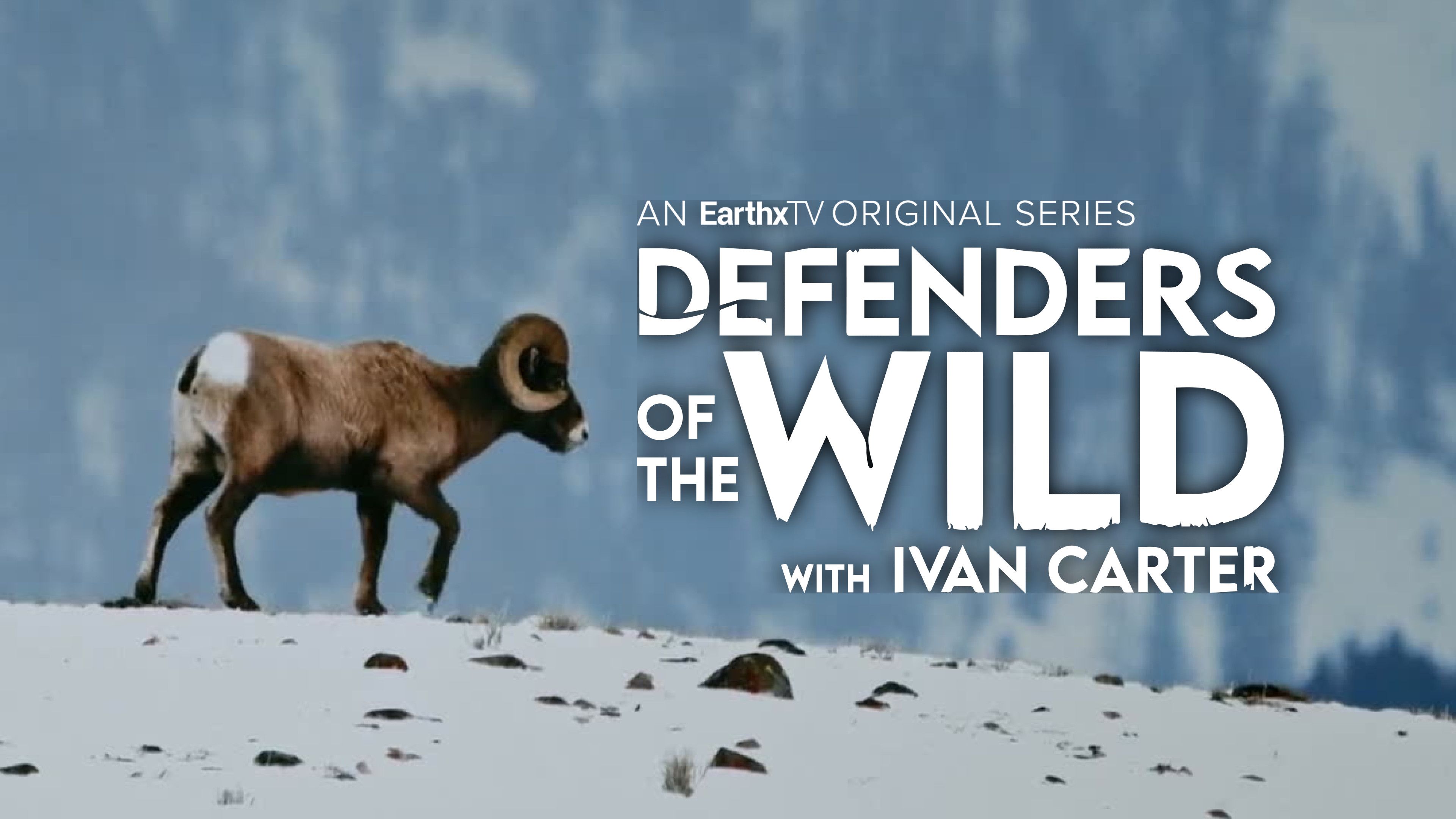 Bighorn Sheep: Banging Heads!