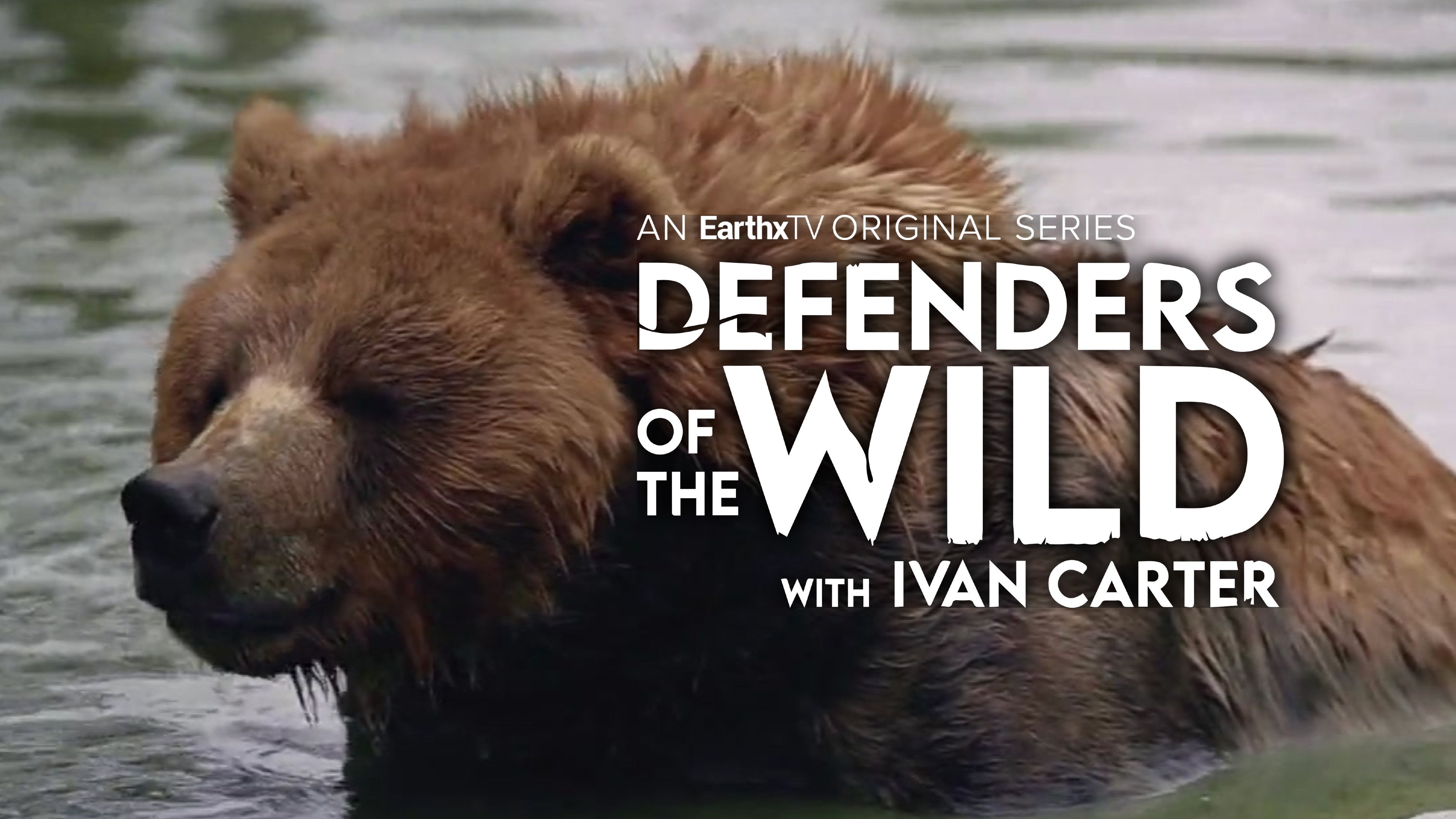 The Bear Necessities
