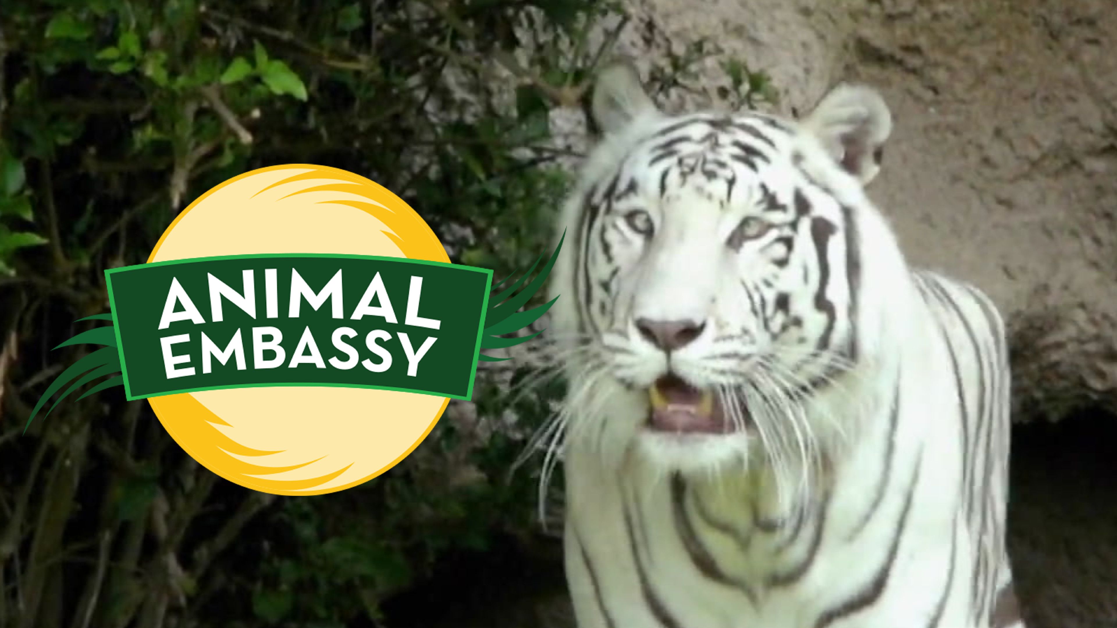 Clownfish and White Tiger