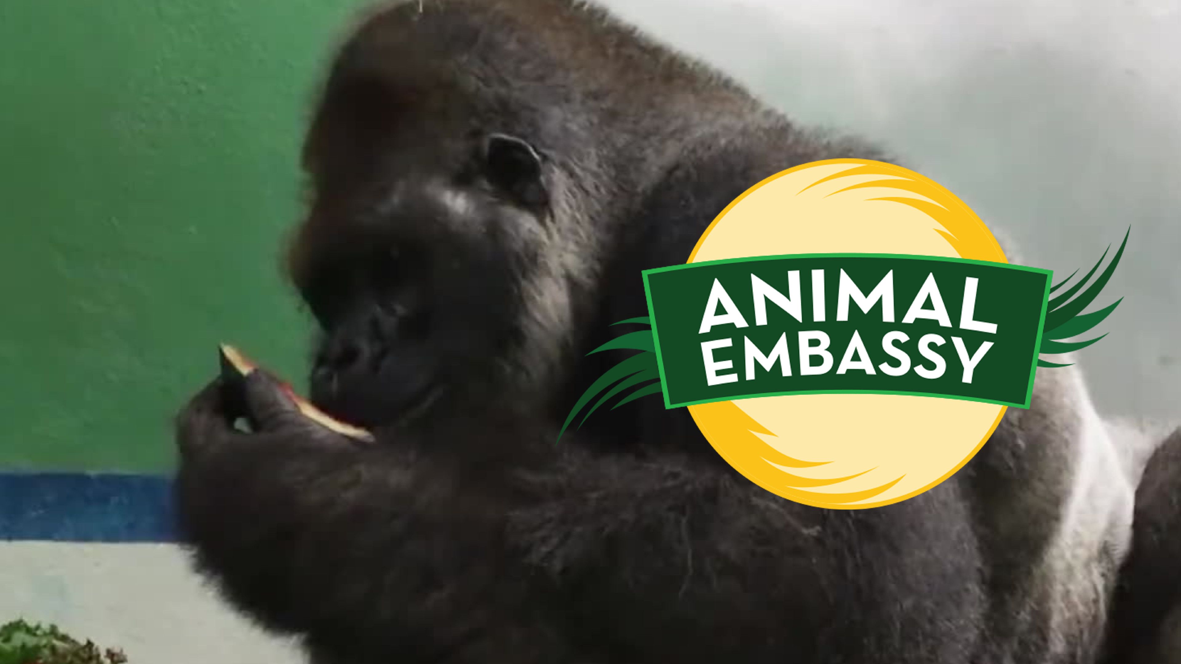 Gorilla Foot