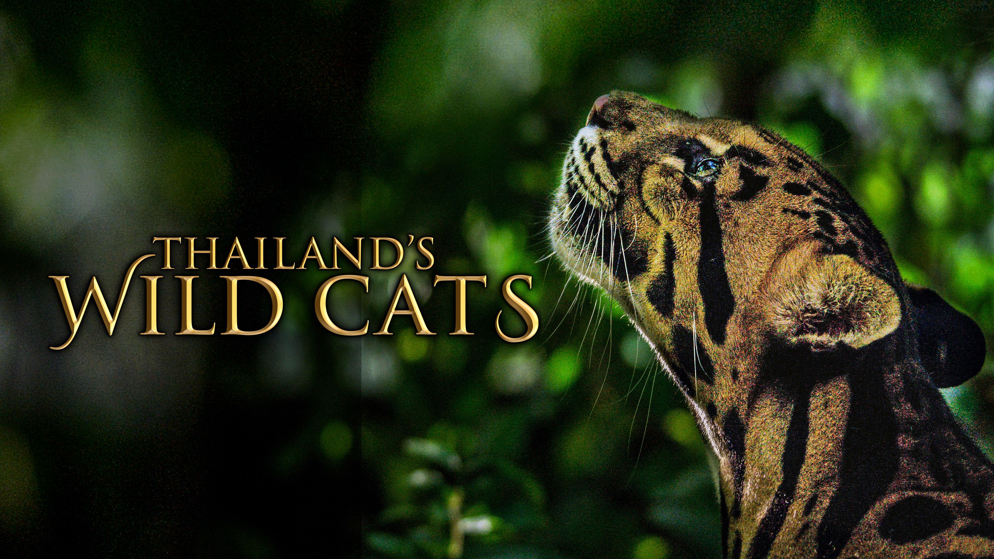 Thailand’s Wild Cats