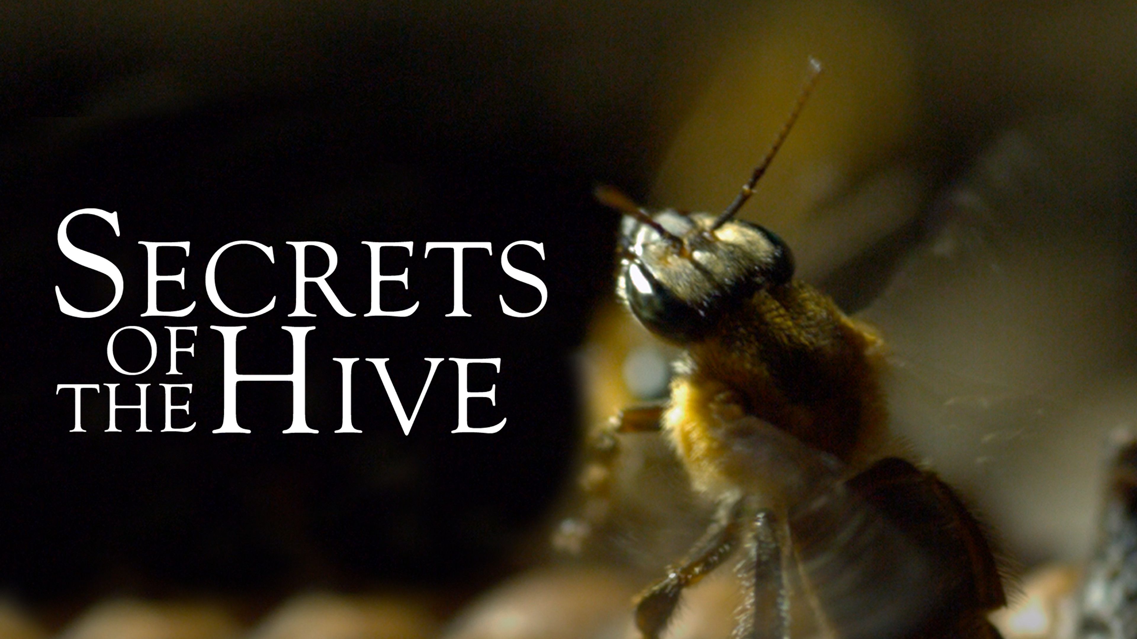 Secrets Of The Hive