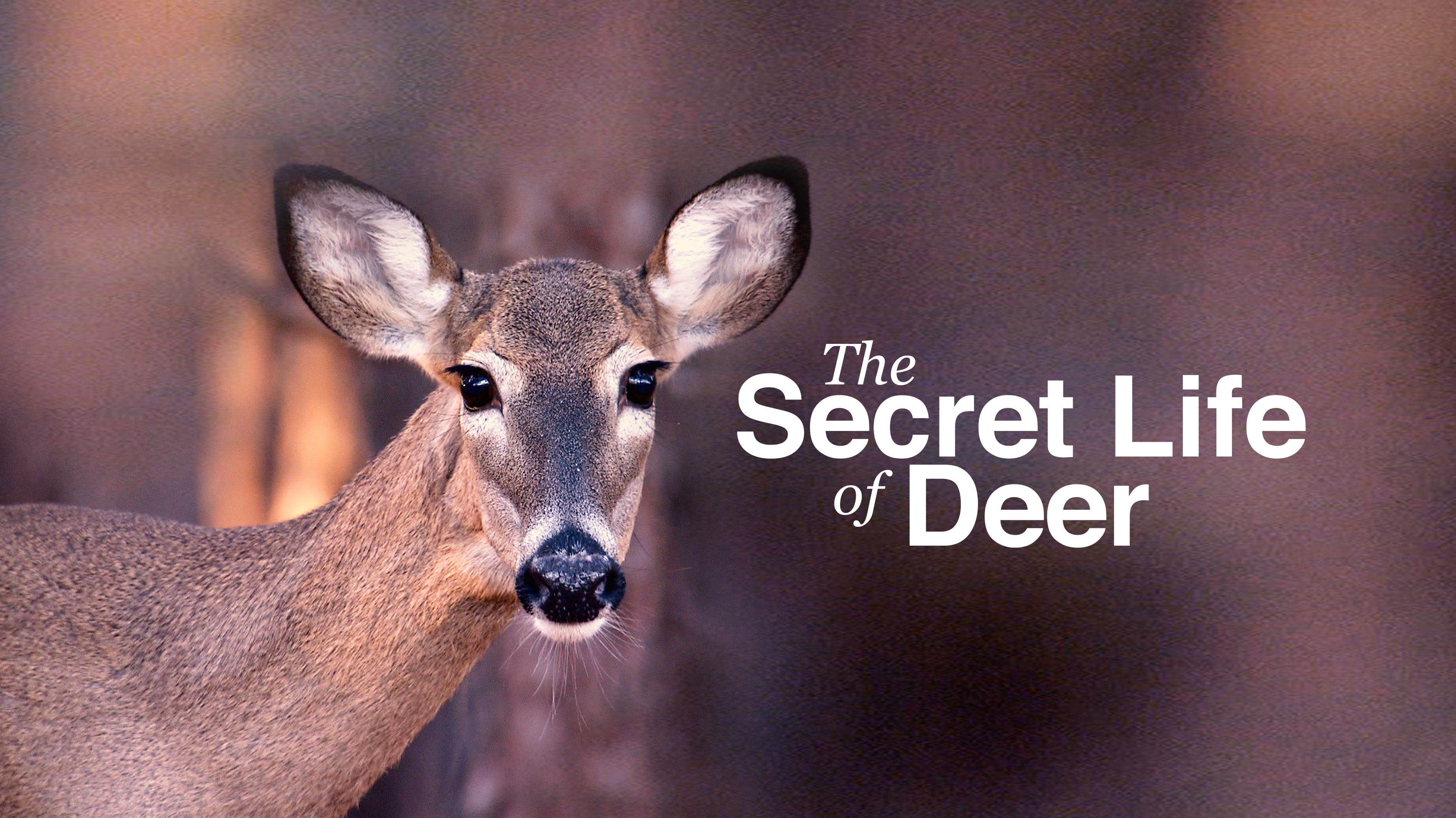 The Secret Life Of Deer
