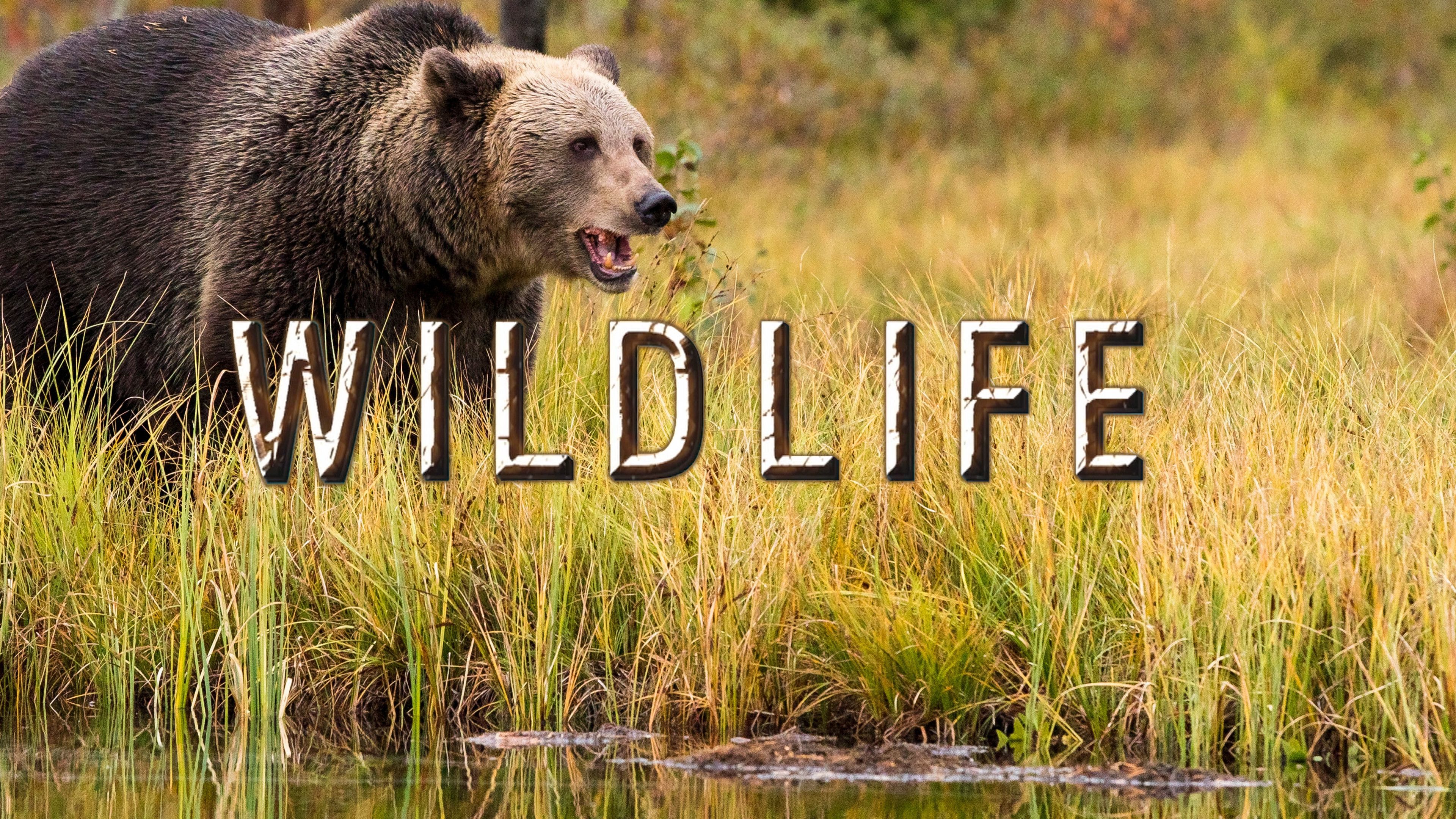 Brown Bears