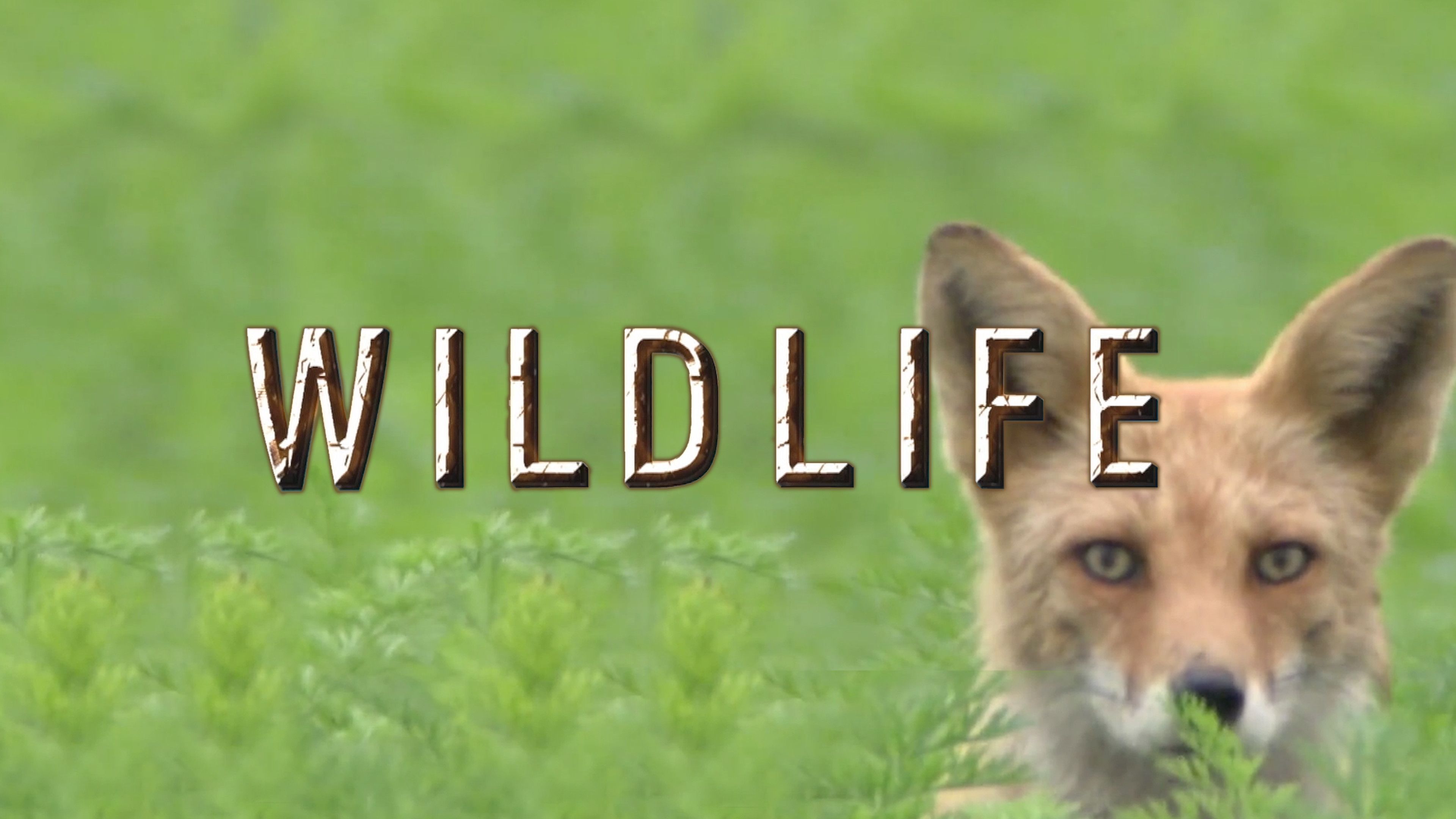 Hokkaido Red Fox