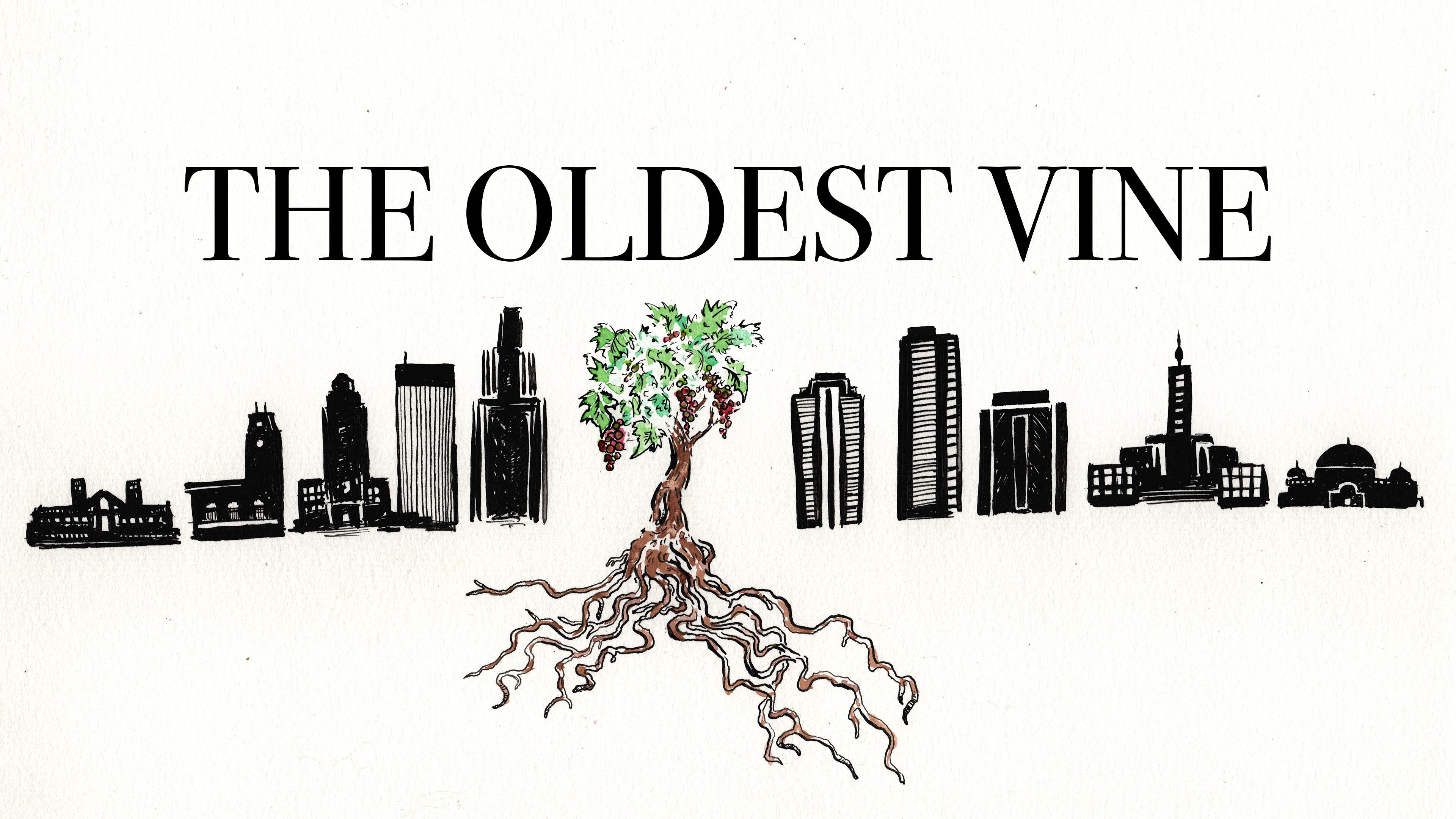 The Oldest Vine