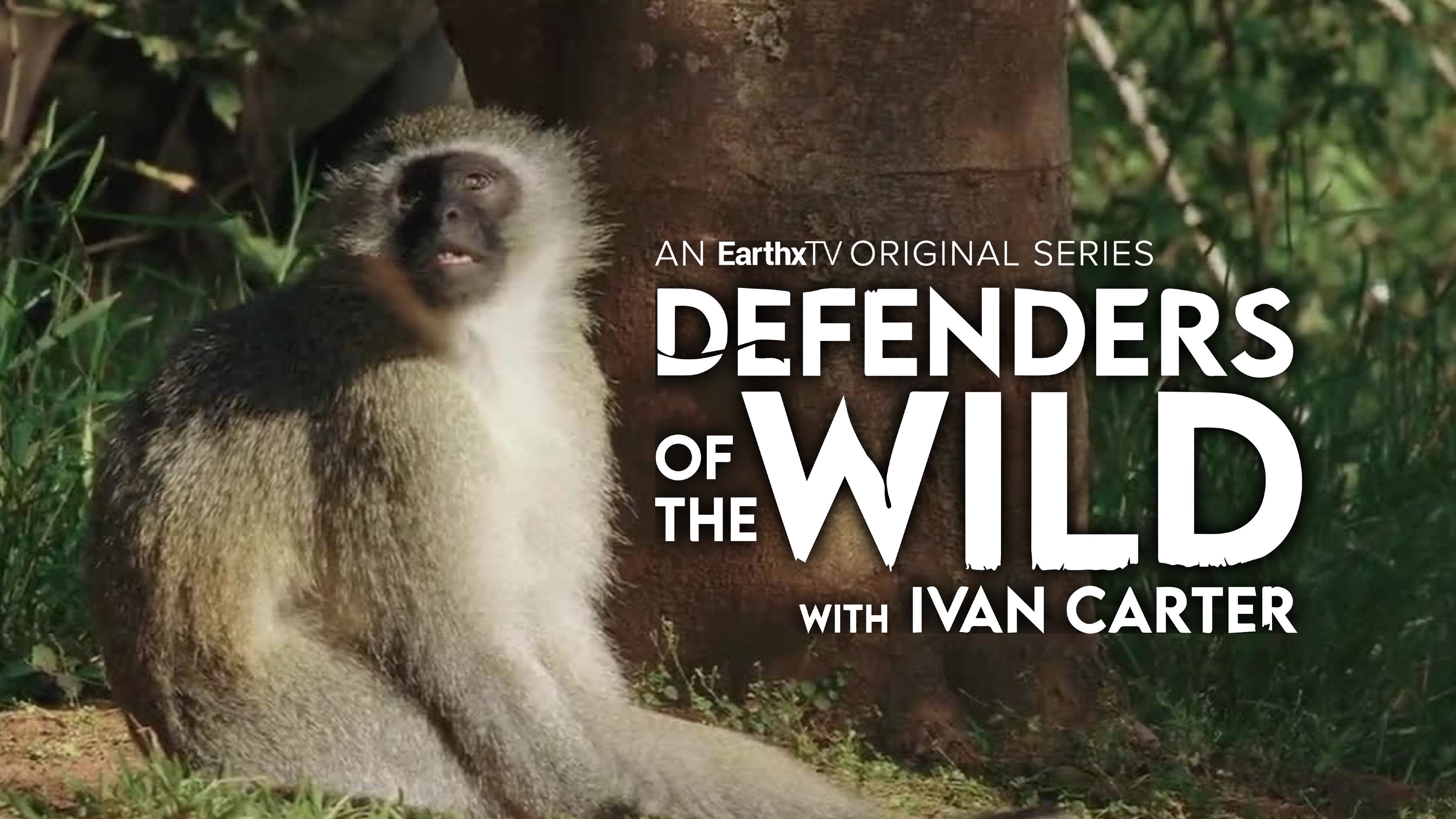 Vervet Monkeys: Urban Pests