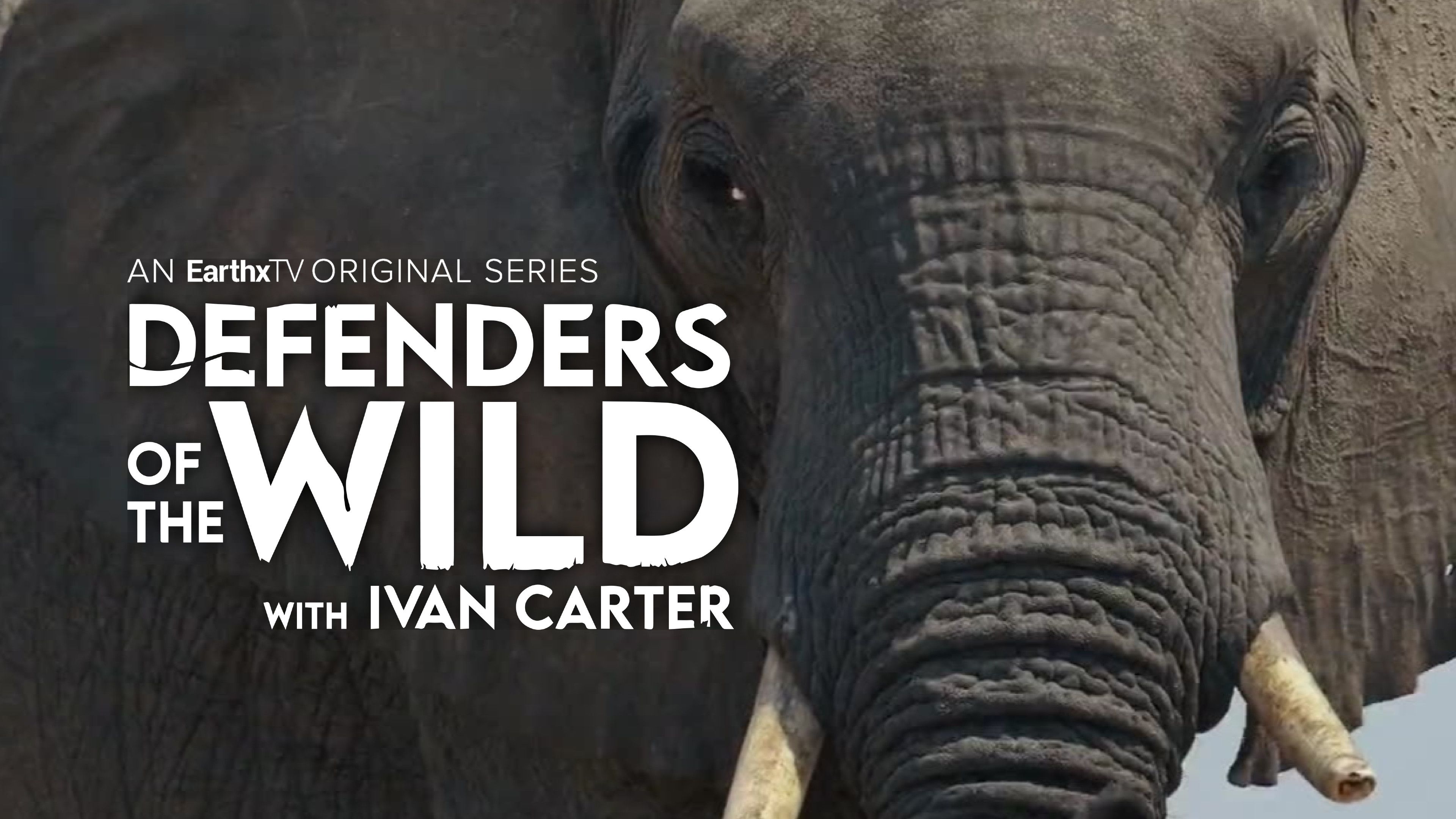 The Elephant in the Room
