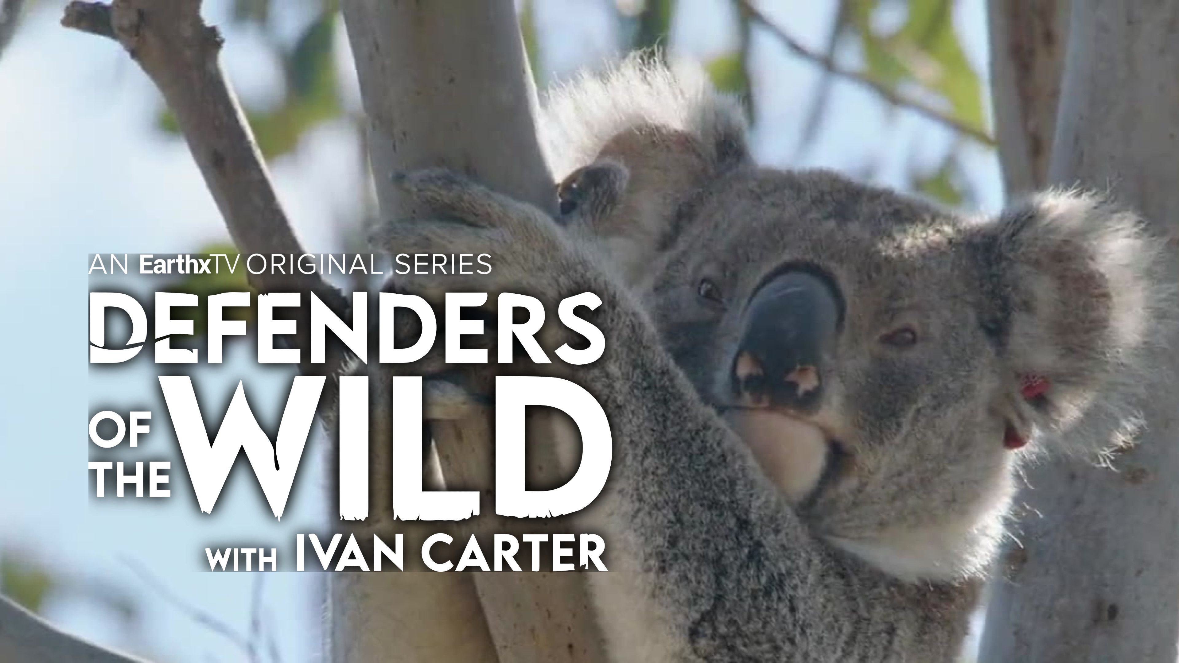 Koalas: Protecting an Icon