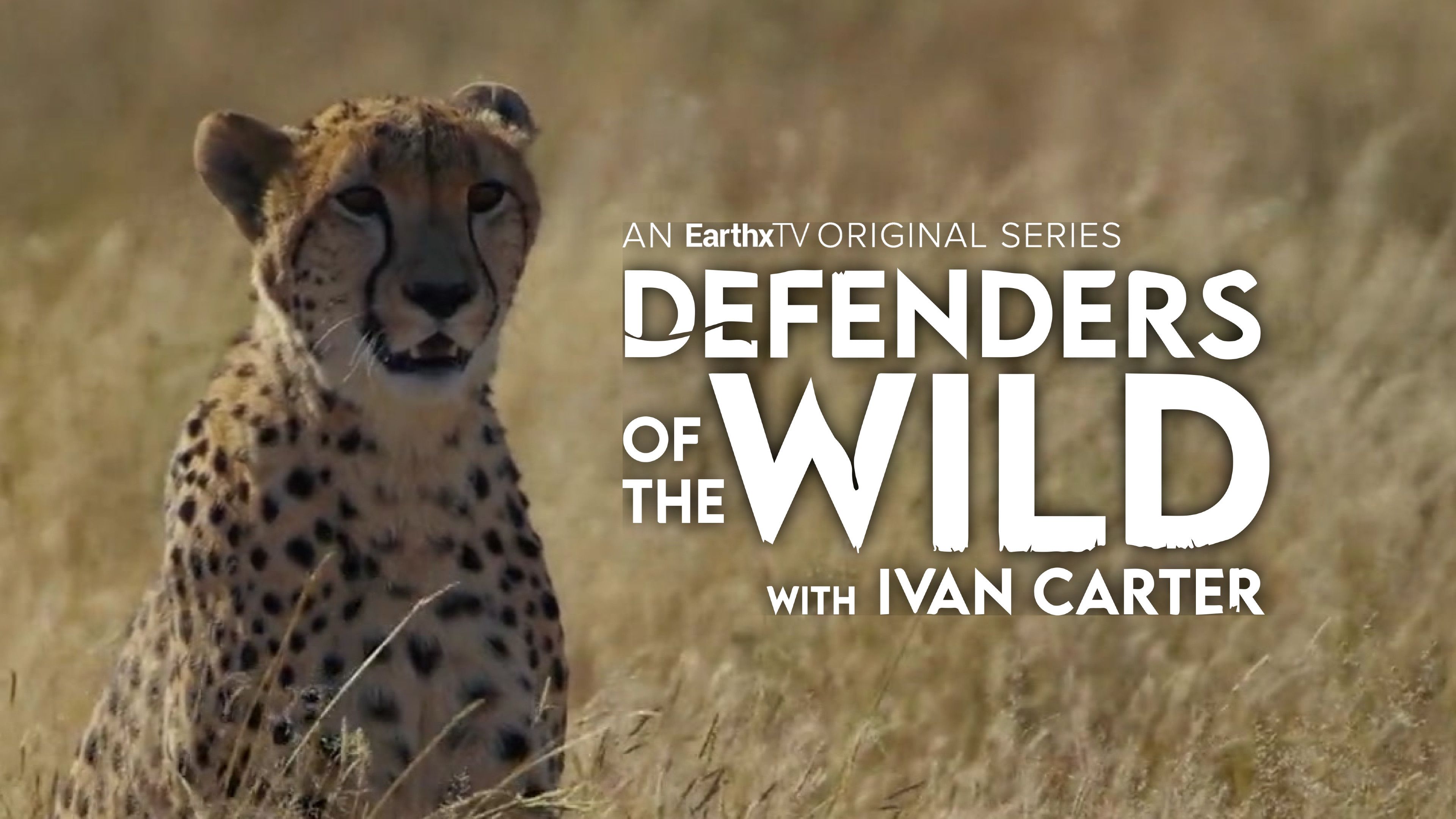 Cheetahs: A Race Against Time