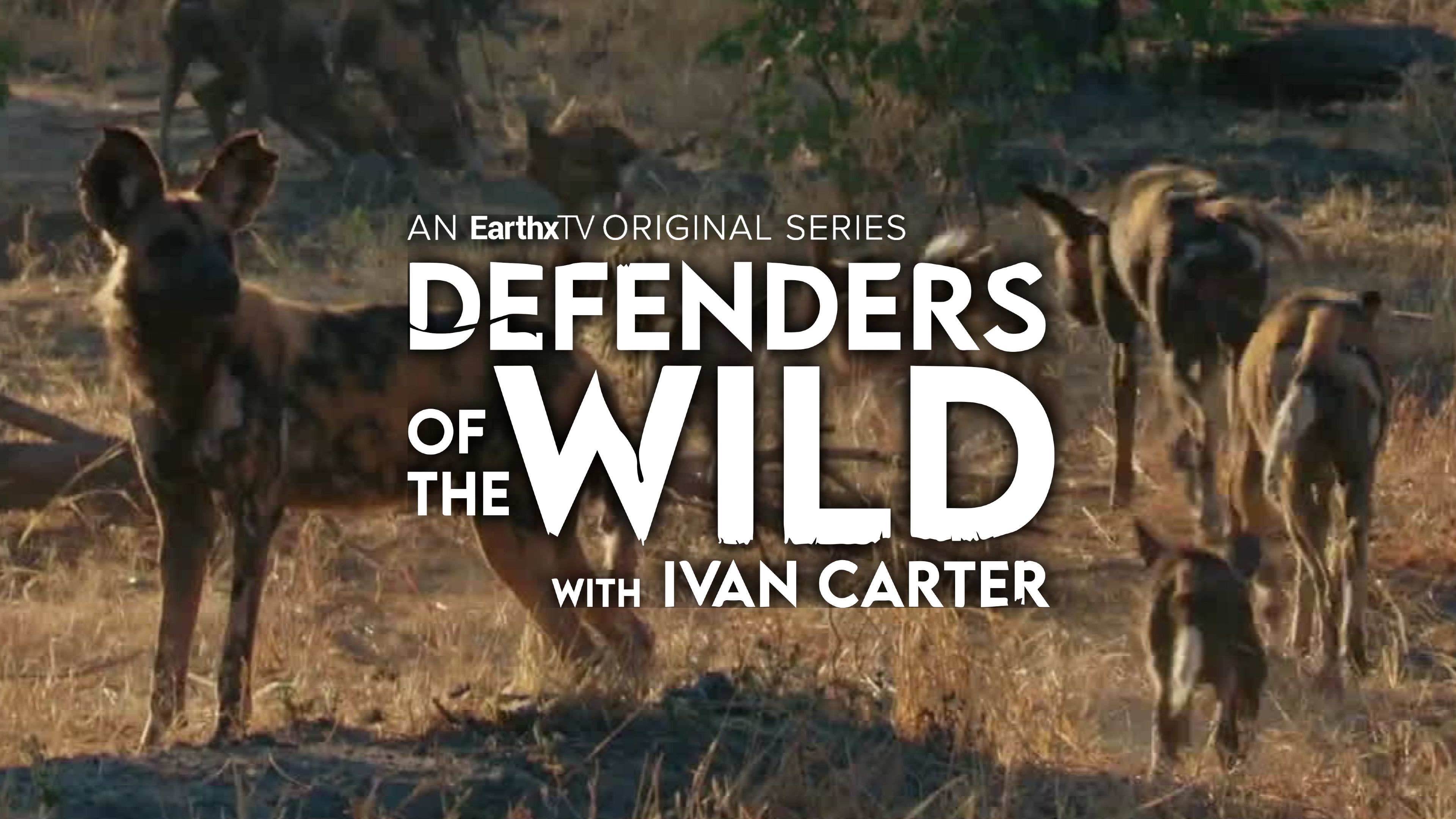 Africa's Painted Dogs