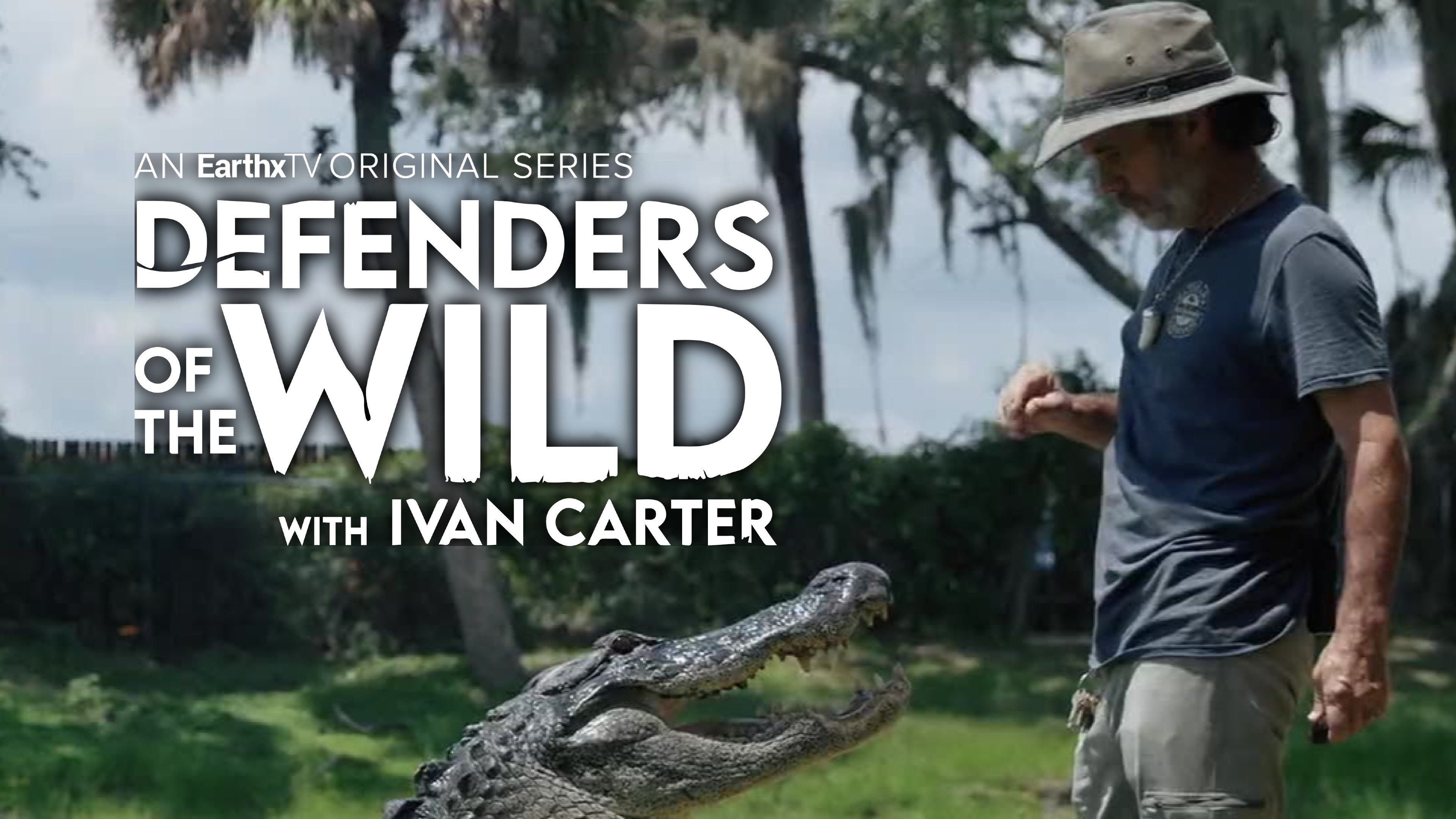 Alligator: Beyond the Leather