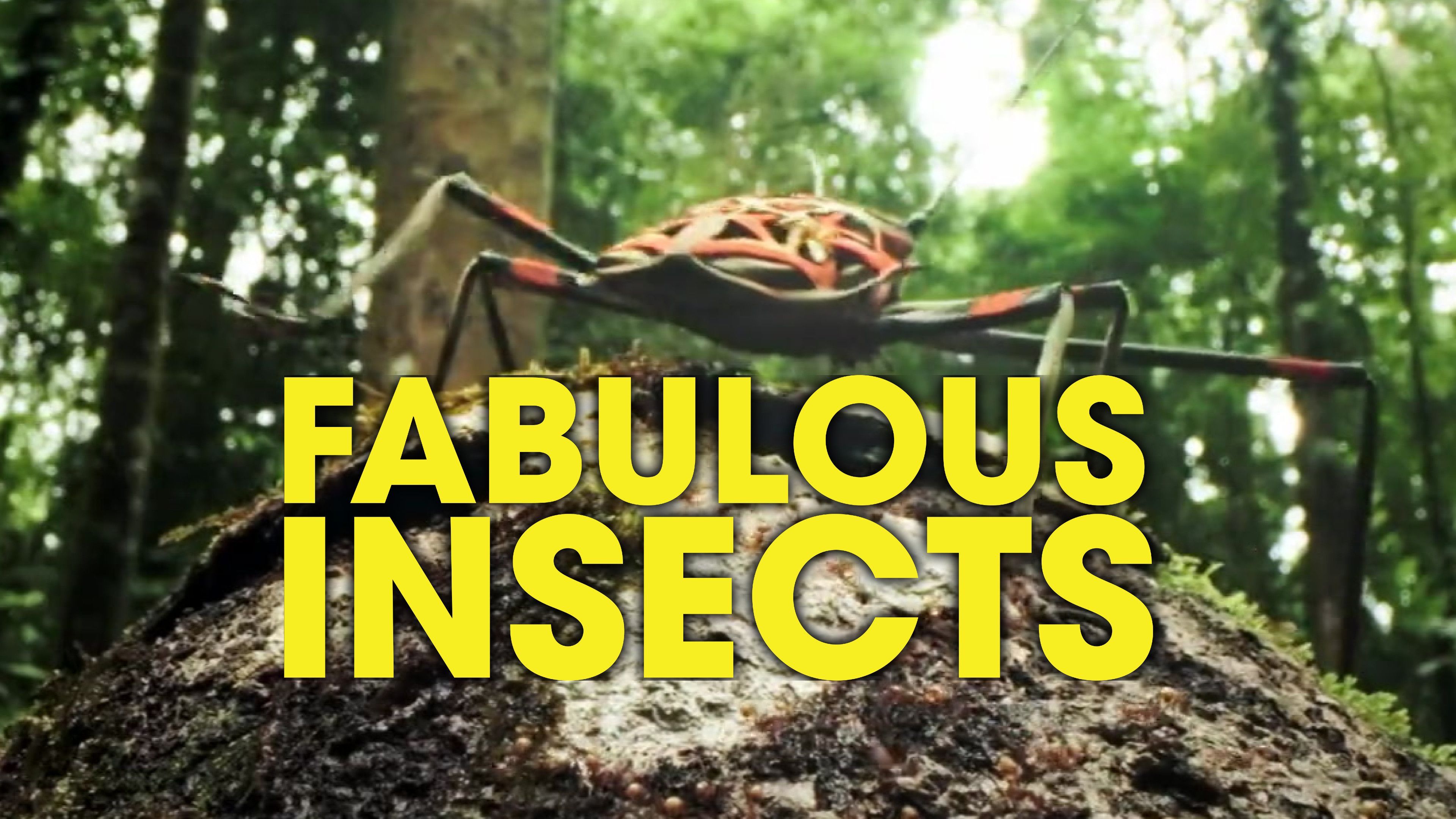 Beetles