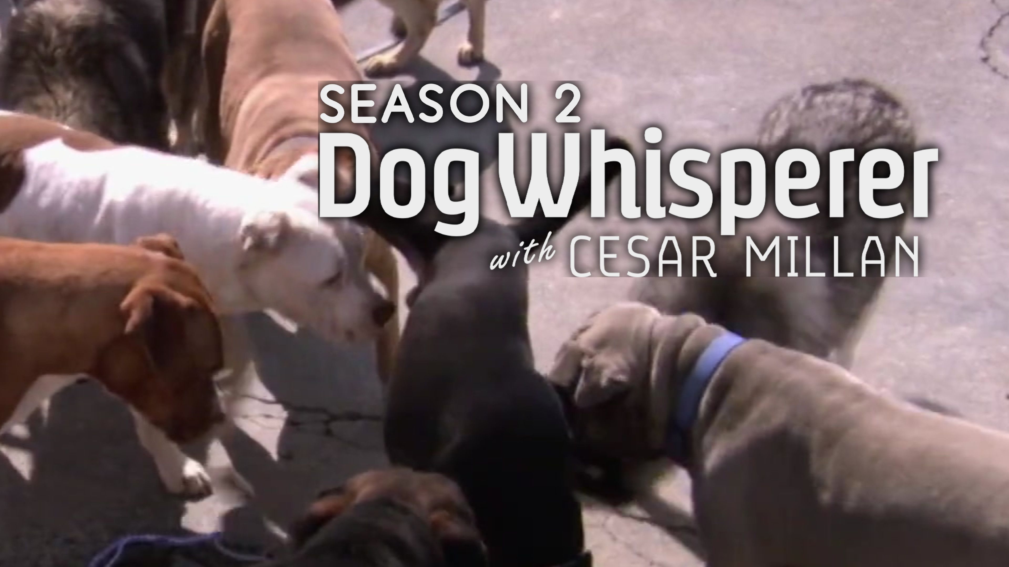 Hurricane Hounds: Part One