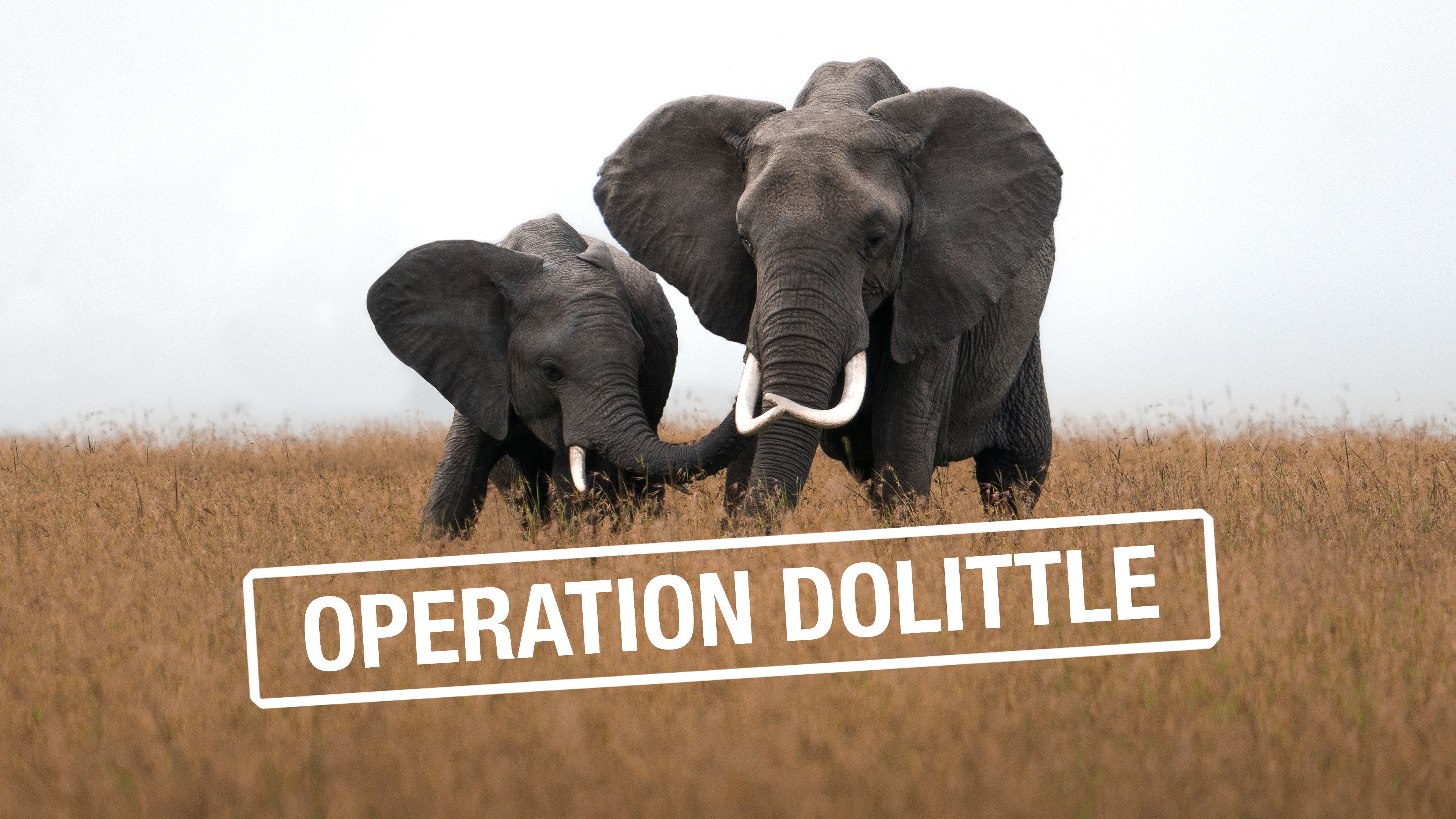 Operation Dolittle