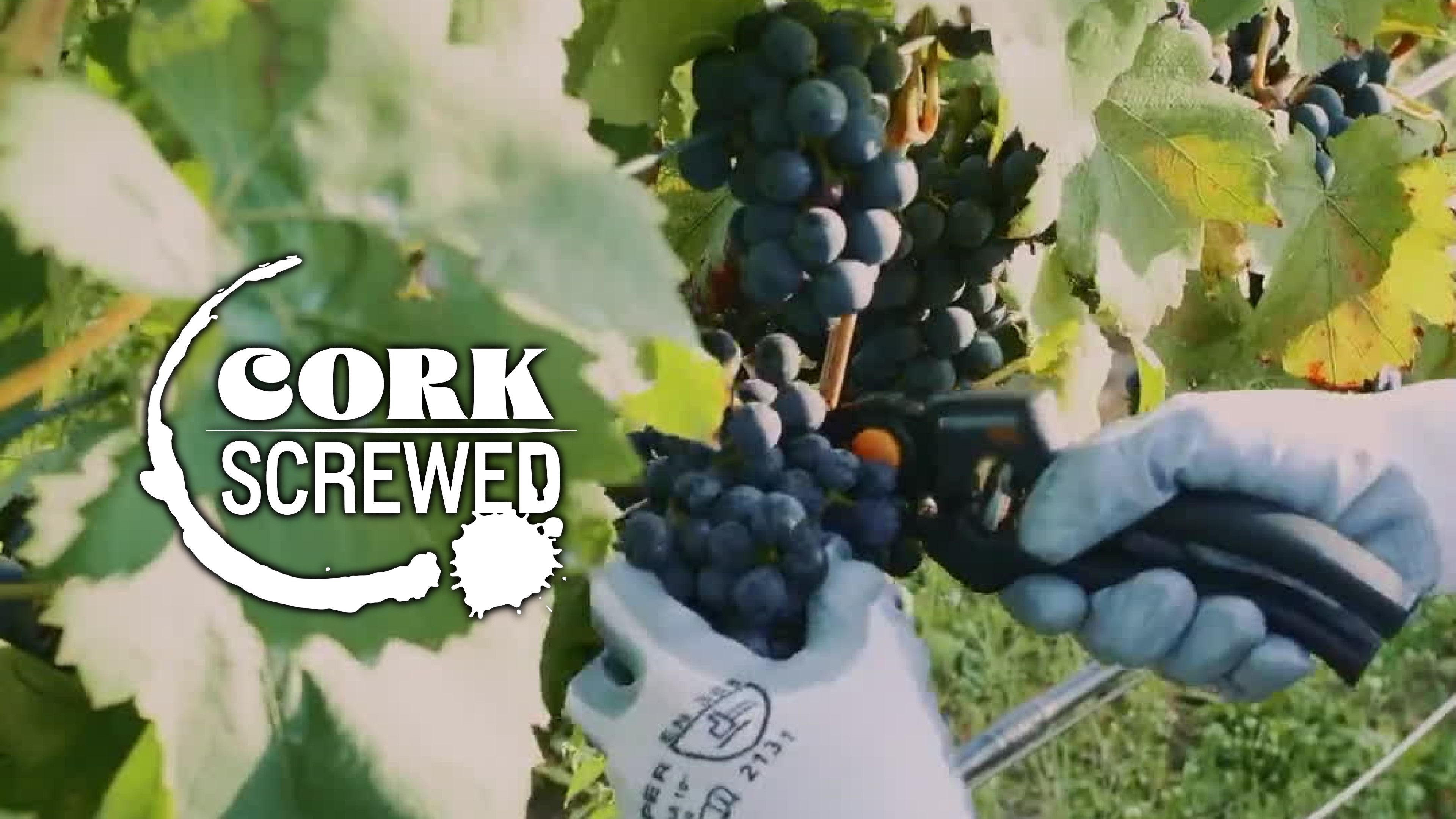 Sparkling Wine…Anytime