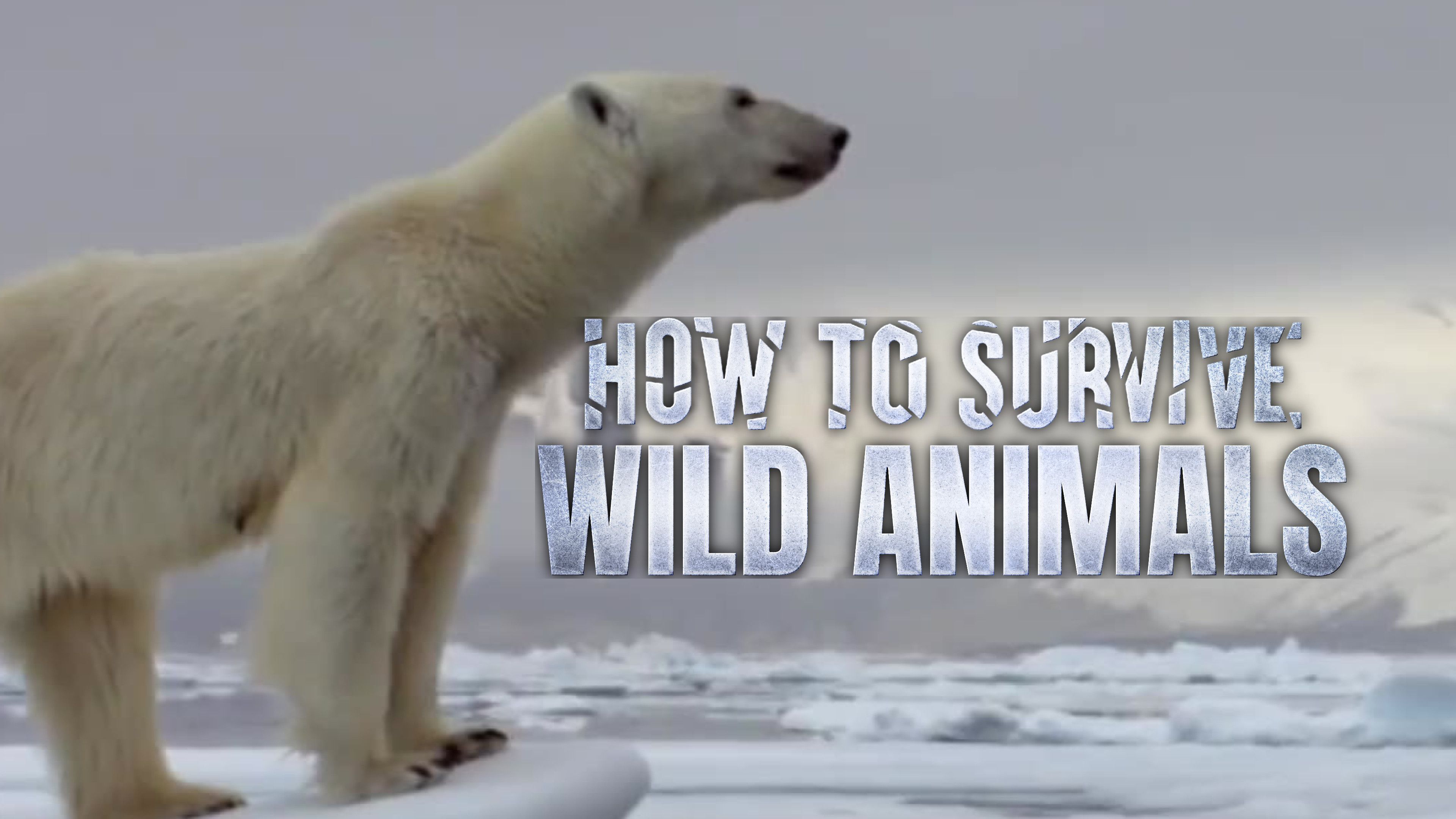 Lionfish, Tigers and Bears
