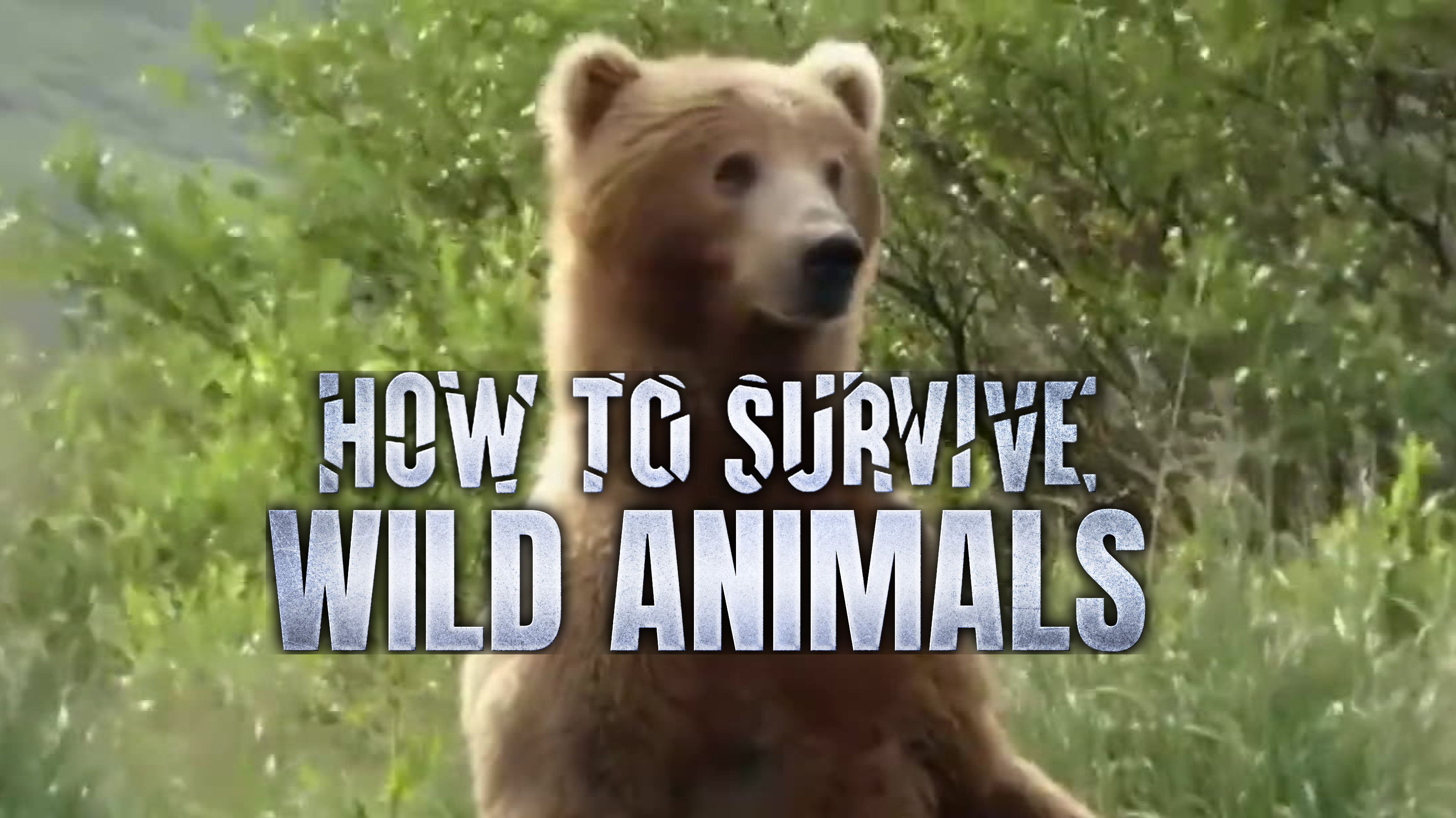 Birds and Bears