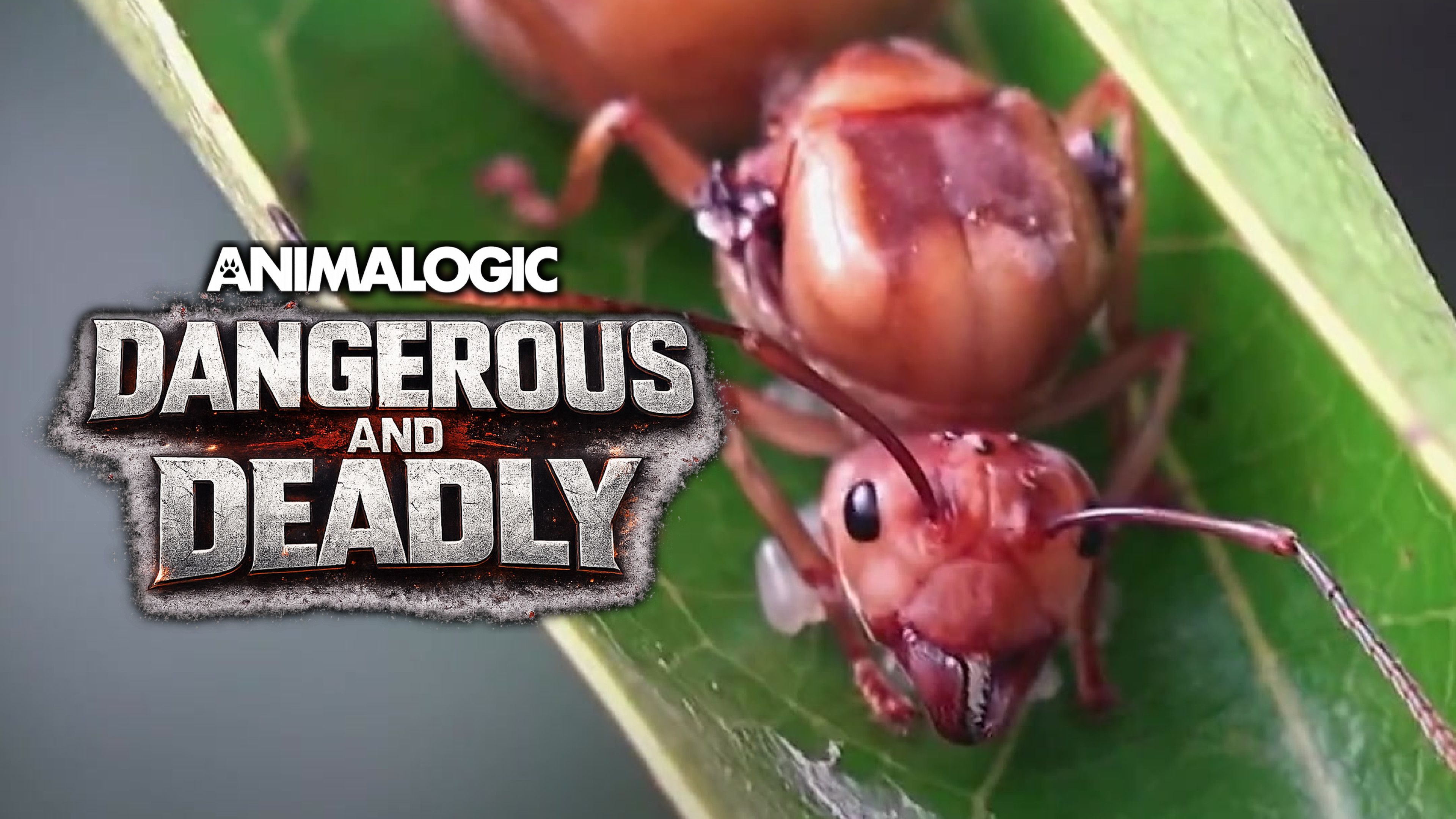 Nature’s Biggest Noodle-Scratchers