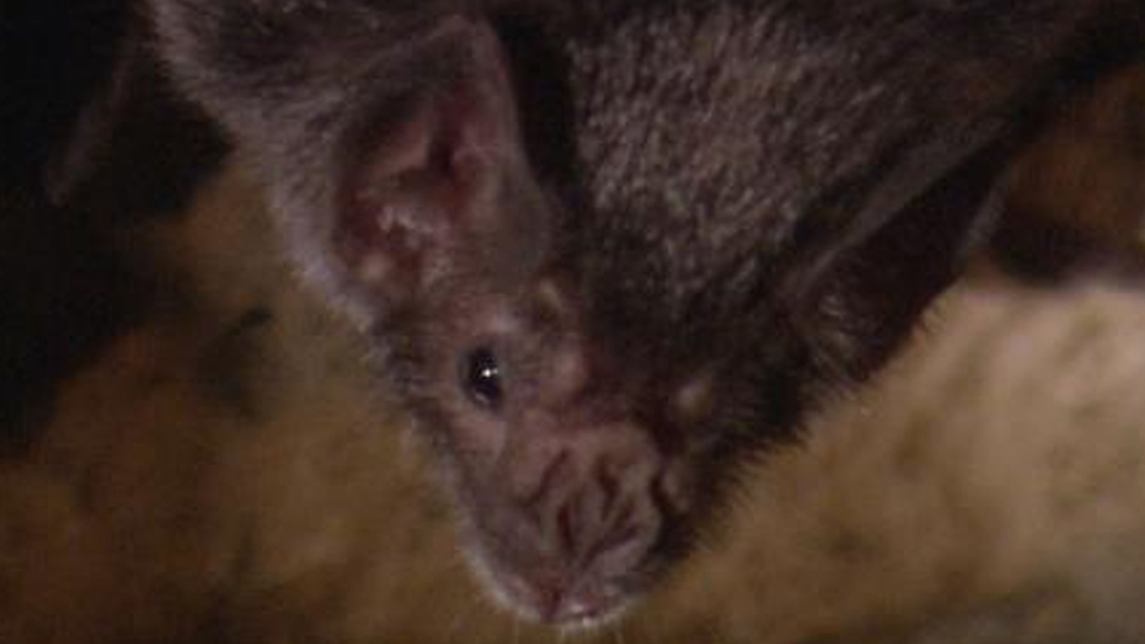 Blood Bonds Of Vampire Bats