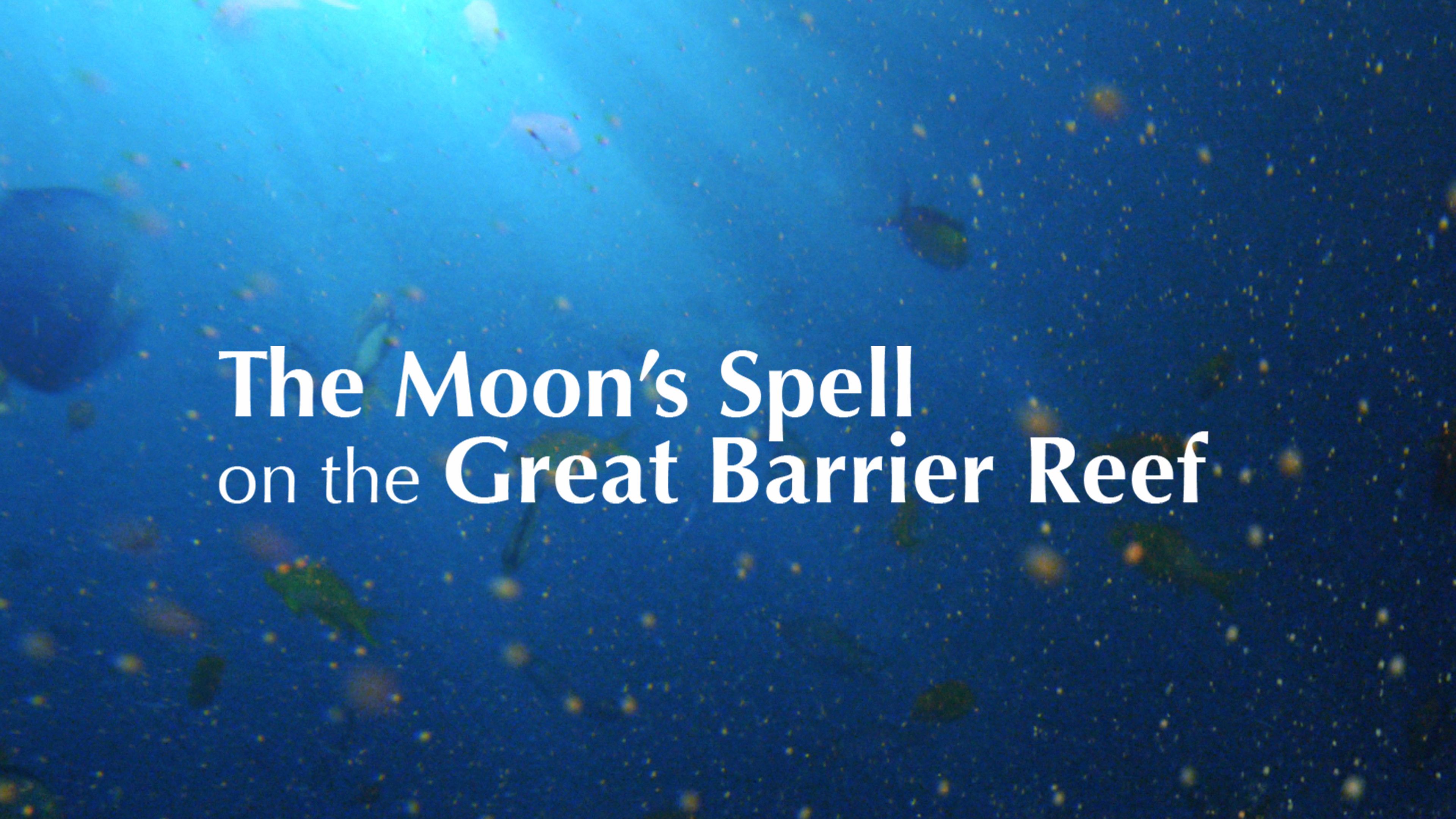The Moon's Spell On The Great Barrier Reef