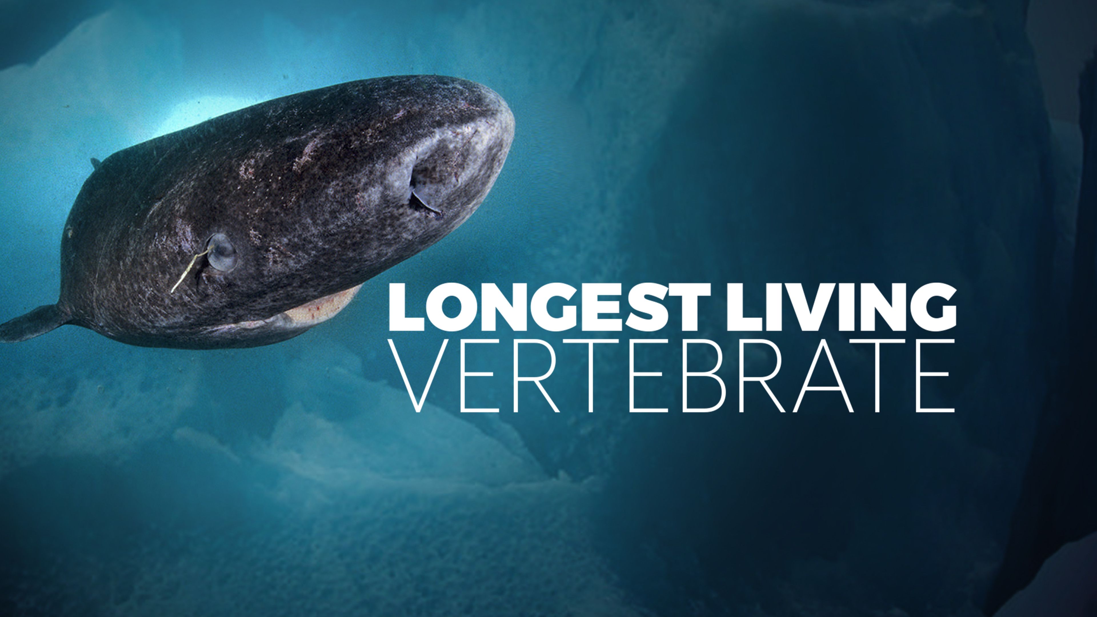 The Mystery Of The Longest Living Vertebrate