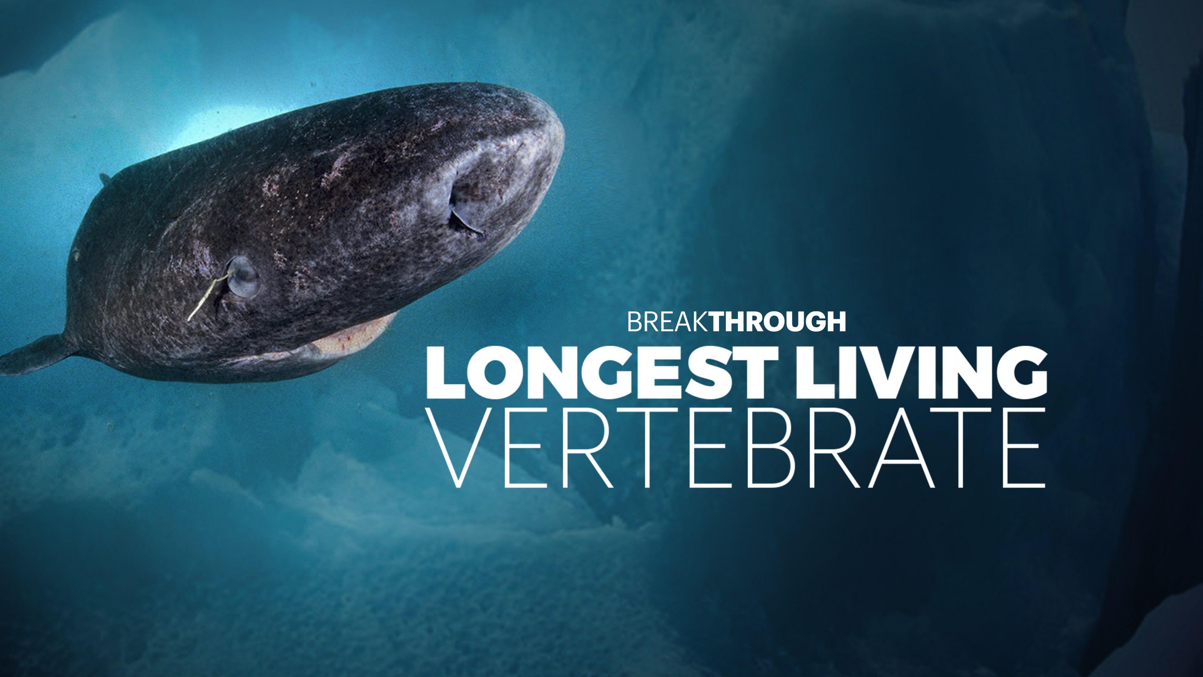 Curiosity Stream - The Mystery Of The Longest Living Vertebrate